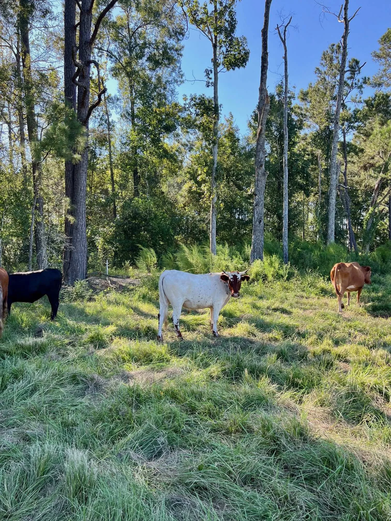 White Piney Sept 2024.jpg