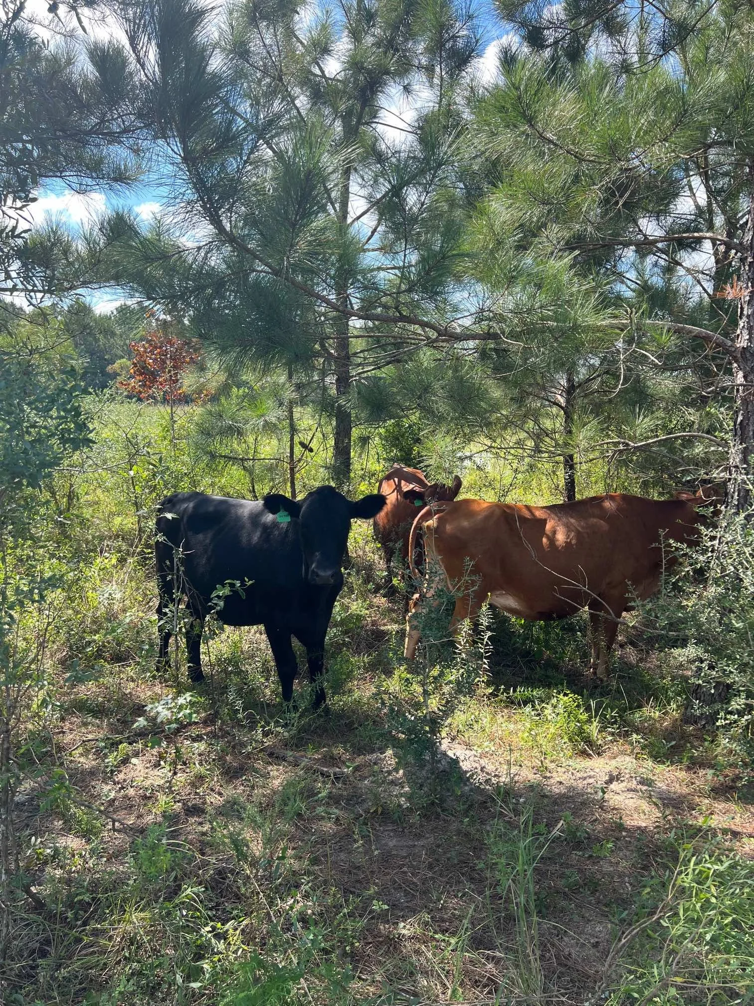 Cattle Hedge Row Sept 2024.jpg