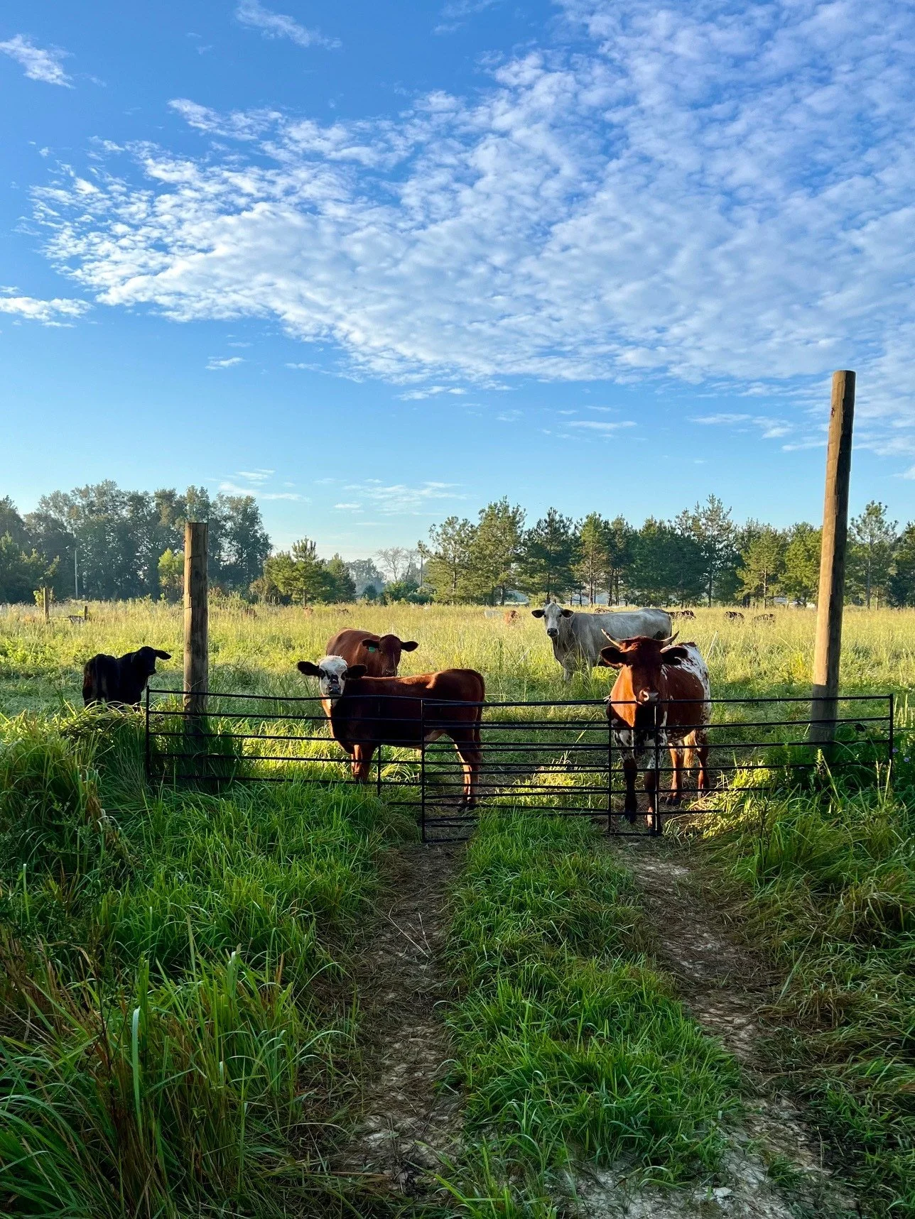 Cattle Field 3 Sept 2024.jpg