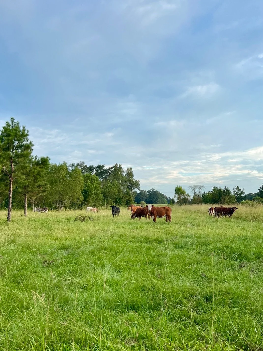 Cattle Open Field Sept 2024.jpeg