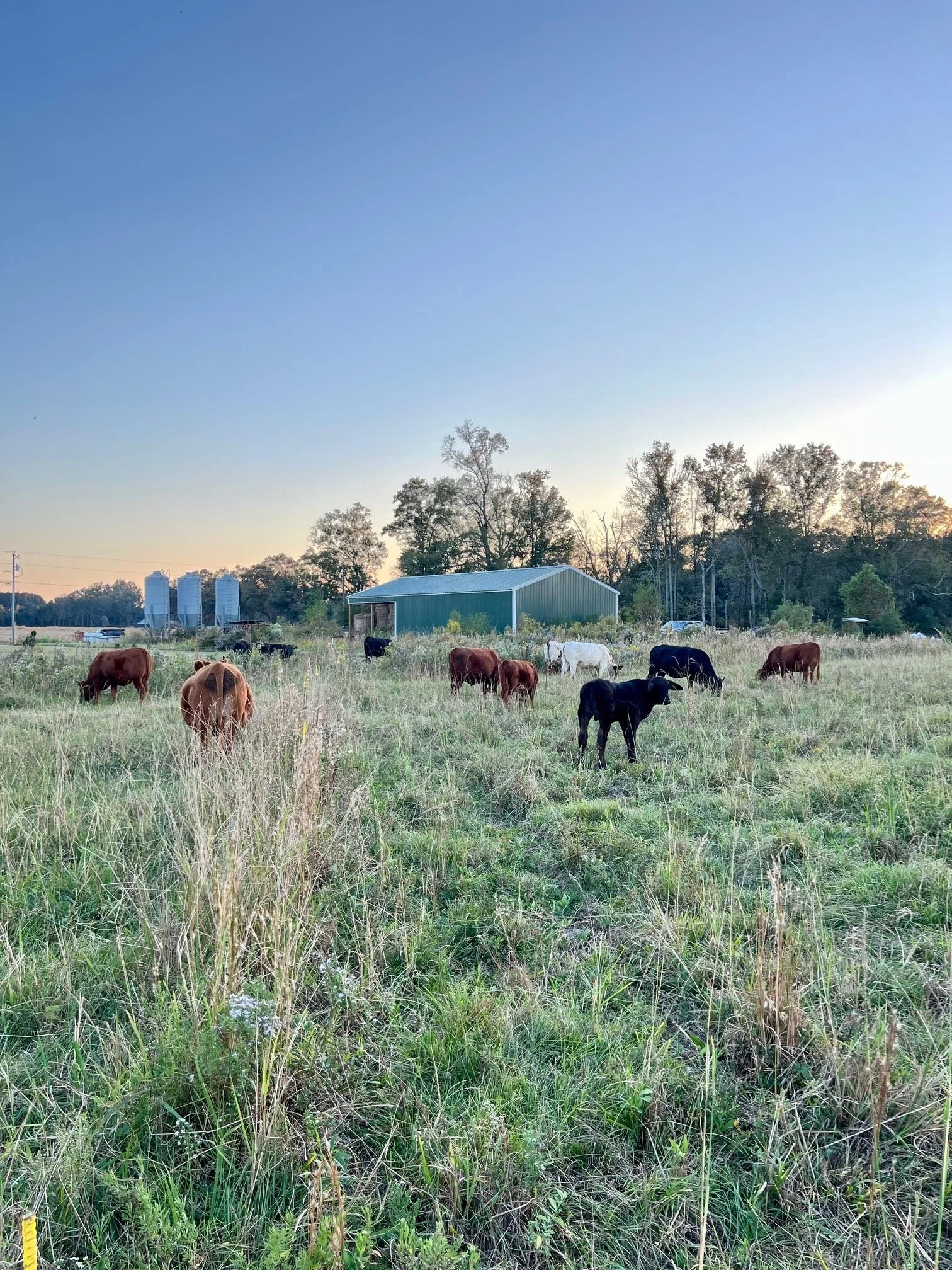 Cattle Dusk Barn Feed Bins Oct 2024.jpg