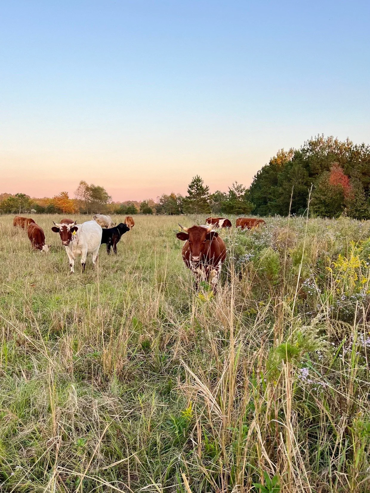 Cattle Golden Hour Oct 2024.jpg