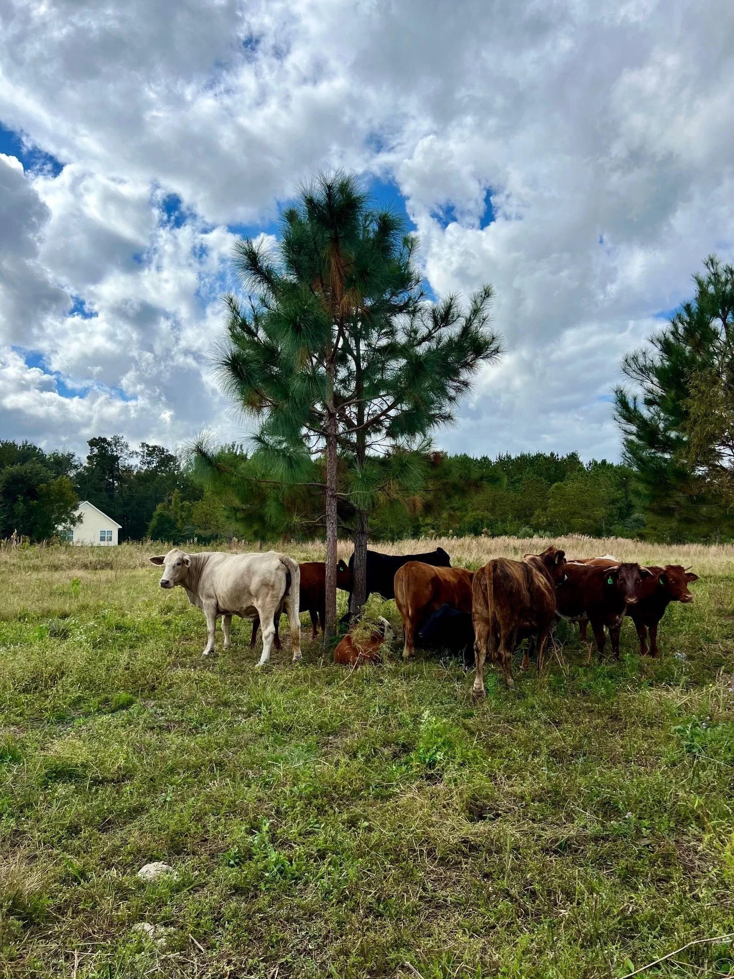 Cattle Formation Nov 2024.jpg