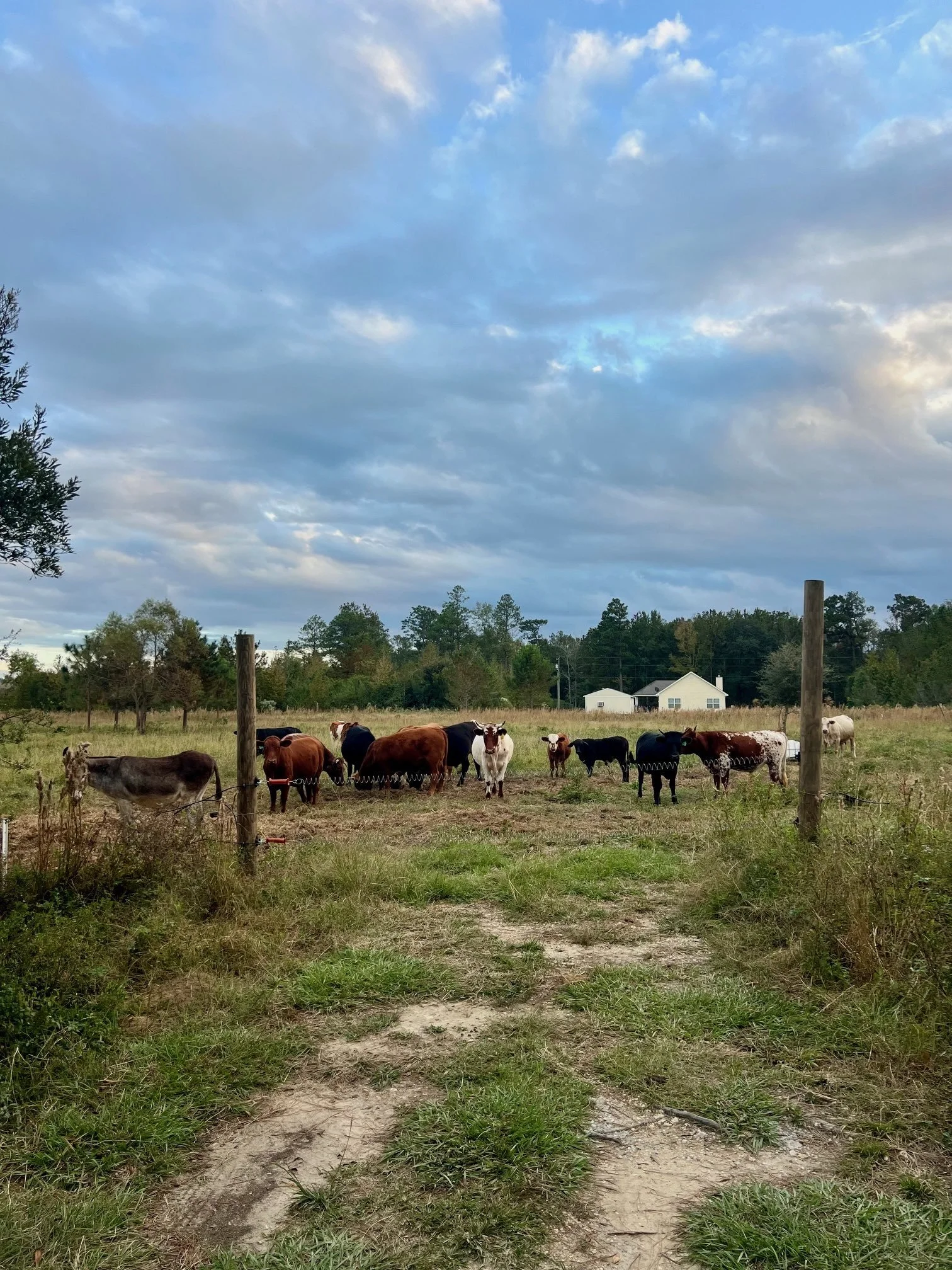 Cattle Field 3 Spring Gate Nov 2024.jpg
