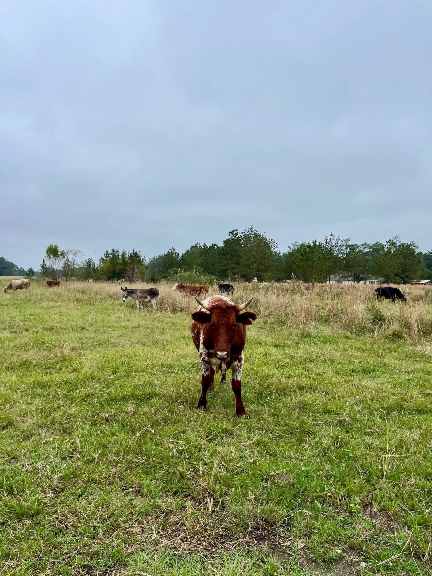 Red Piney Nov 2024.jpg