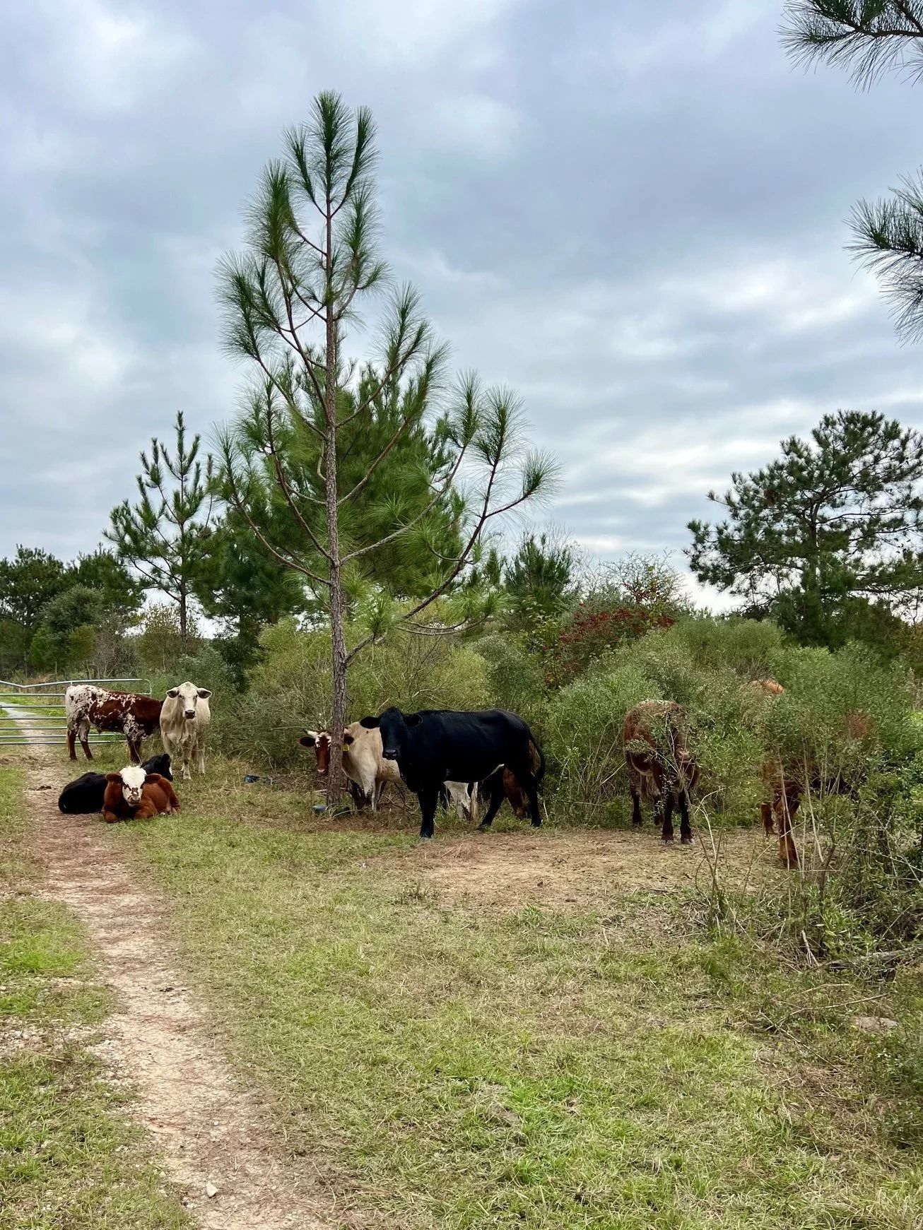 Cattle Interal Road Nov 2024.jpg