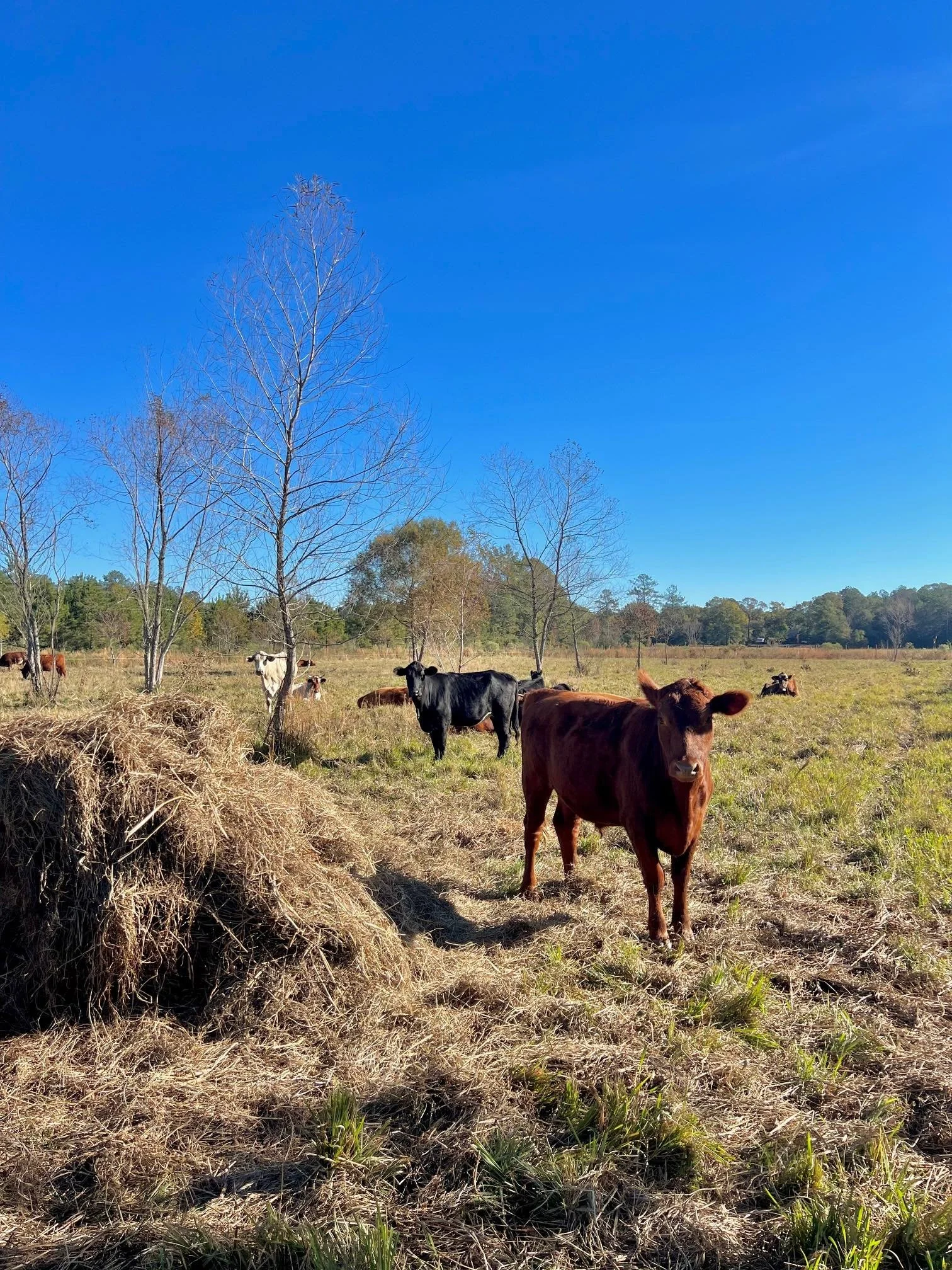 Cattle Bale Grazing Dec 2024.jpg