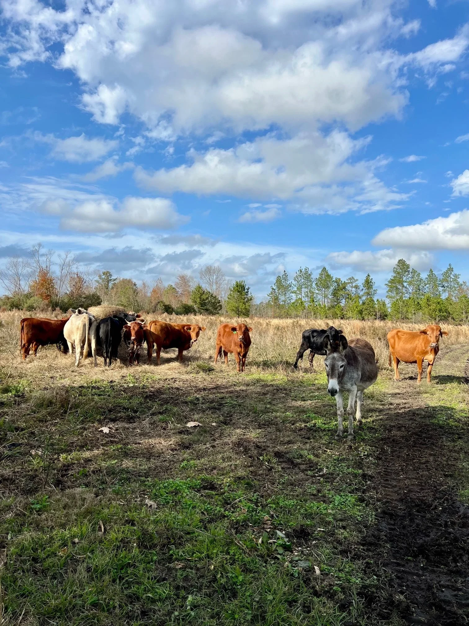 Cattle Donkey Bale Grazing Dec 2024.jpg