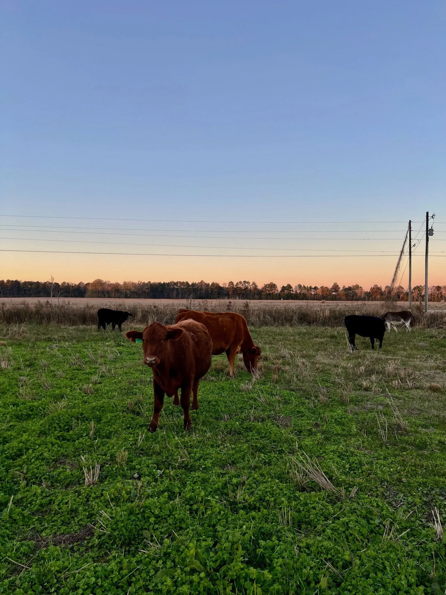Cattle North Pasture Dec 2024.jpg