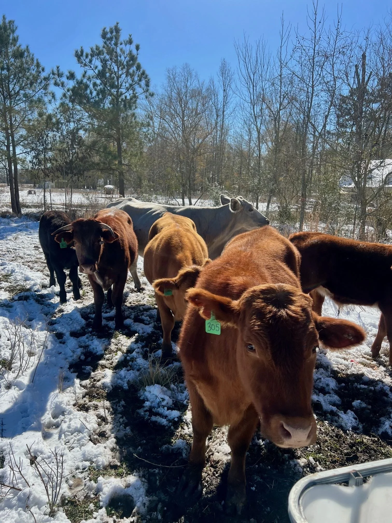 Cattle Snow Jan 2025.jpg