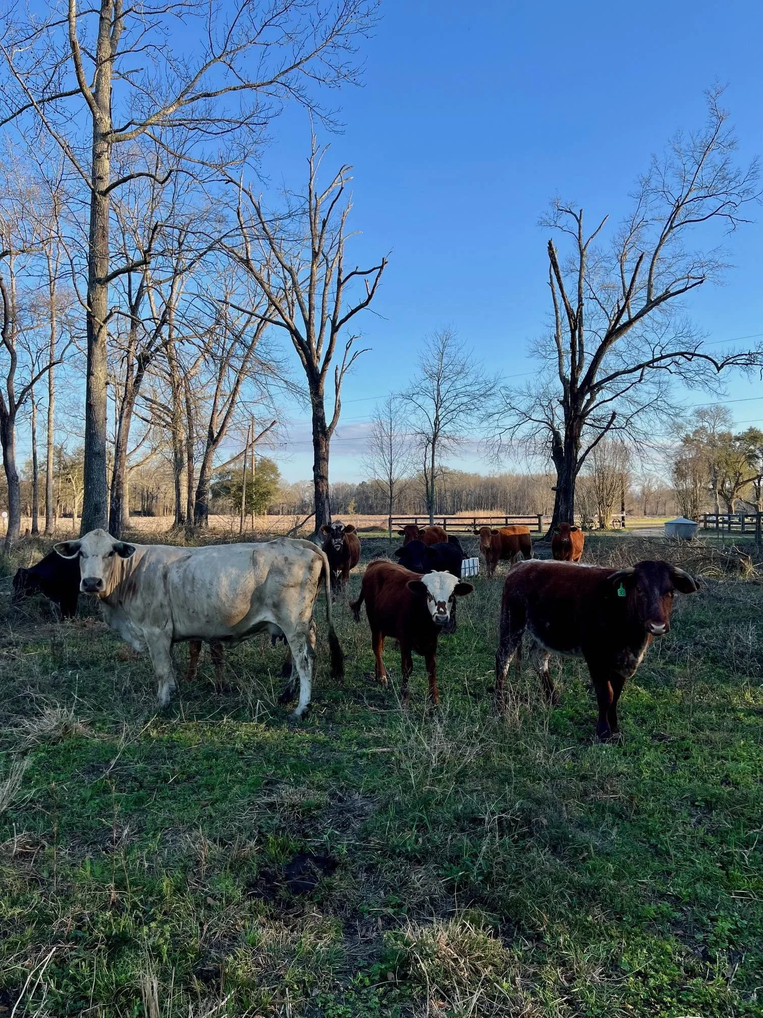 Cattle Orchard Feb 2025.jpg