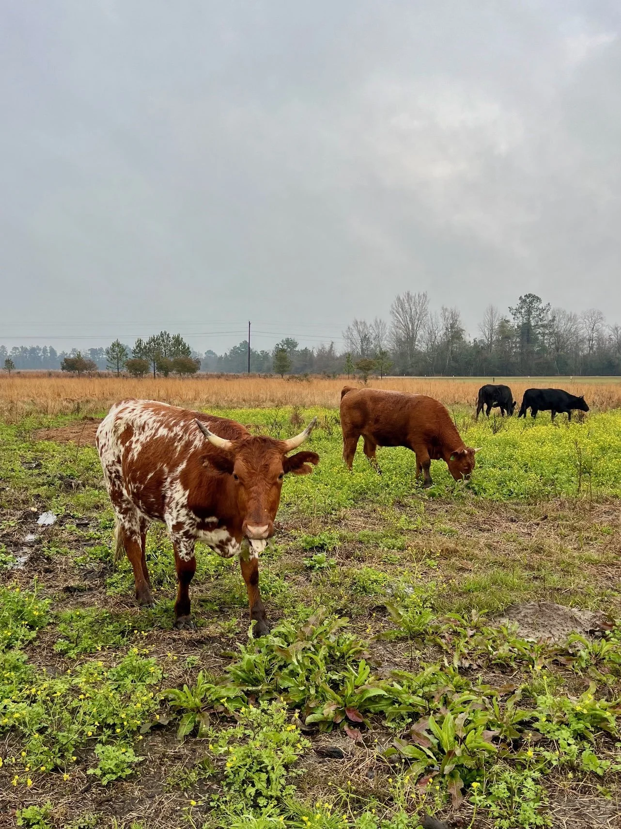 Cattle Early Spring Curly Dock 2025.jpg