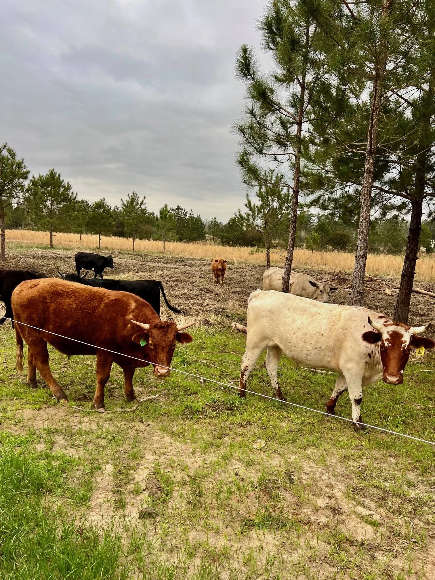 Cattle House Field March 2025.jpg