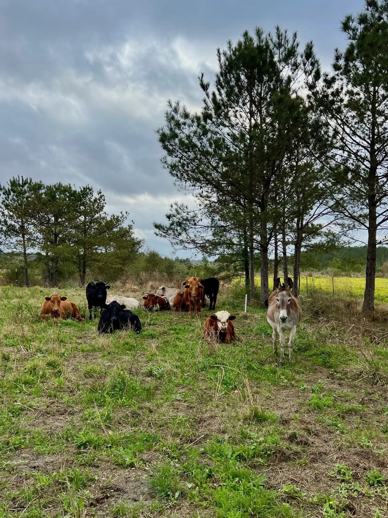 Cattle Donkey North Pasture March 2025.jpg