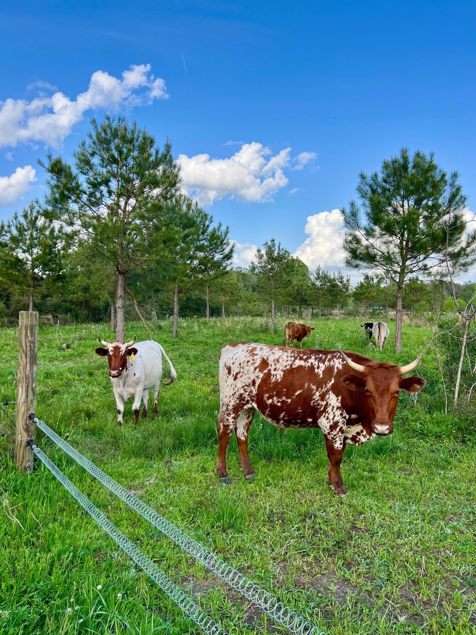 Cattle Far Field March 2025.jpg