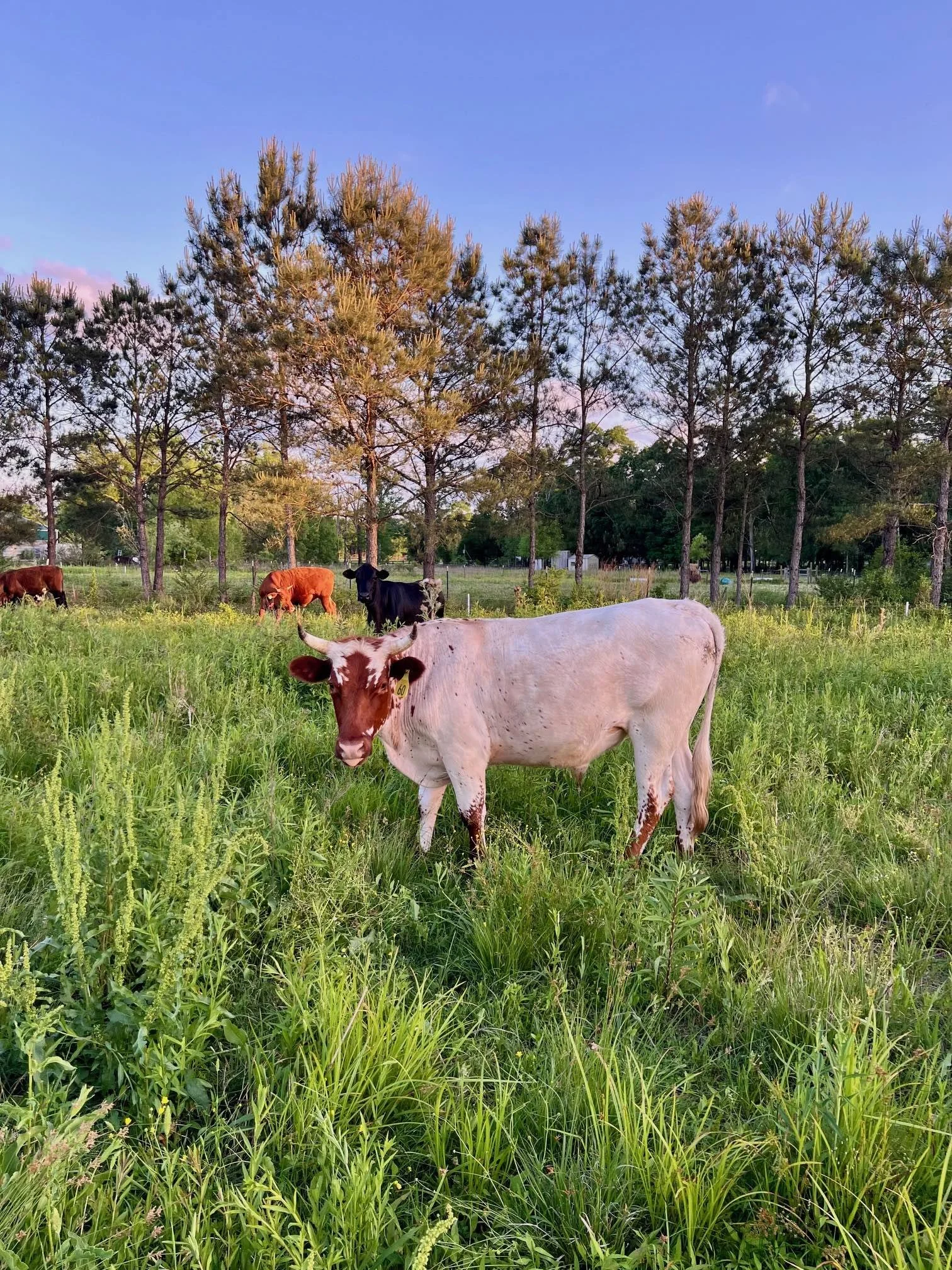 White Piney North Pasture March 2025.jpg