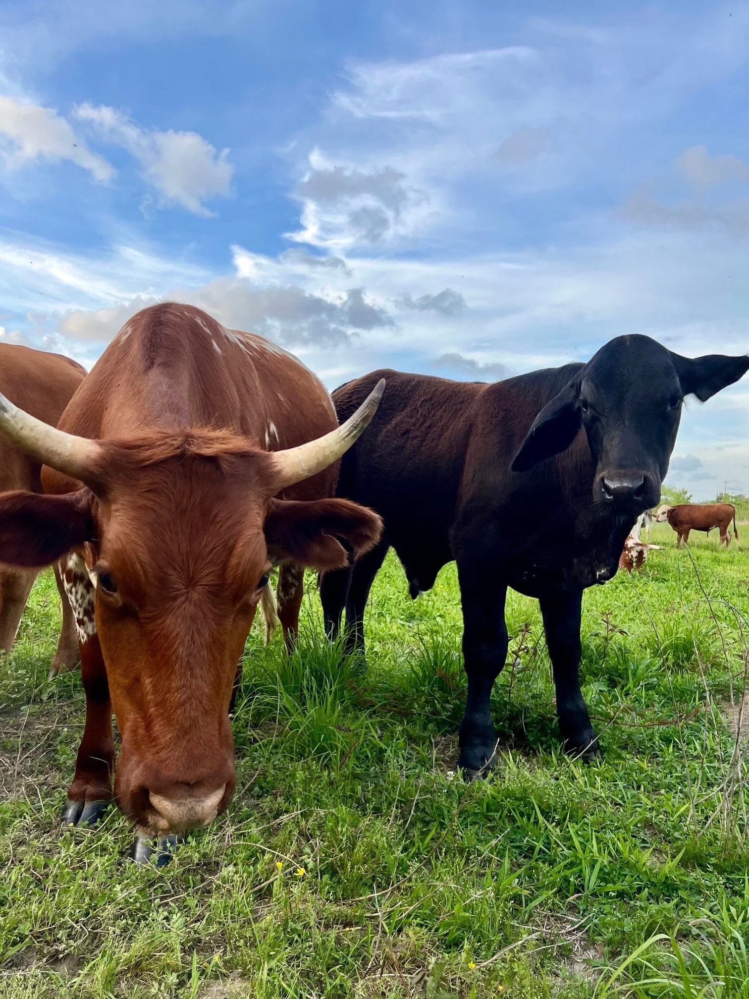 Close Up Red Piney Brahman Calf April 2025.jpg