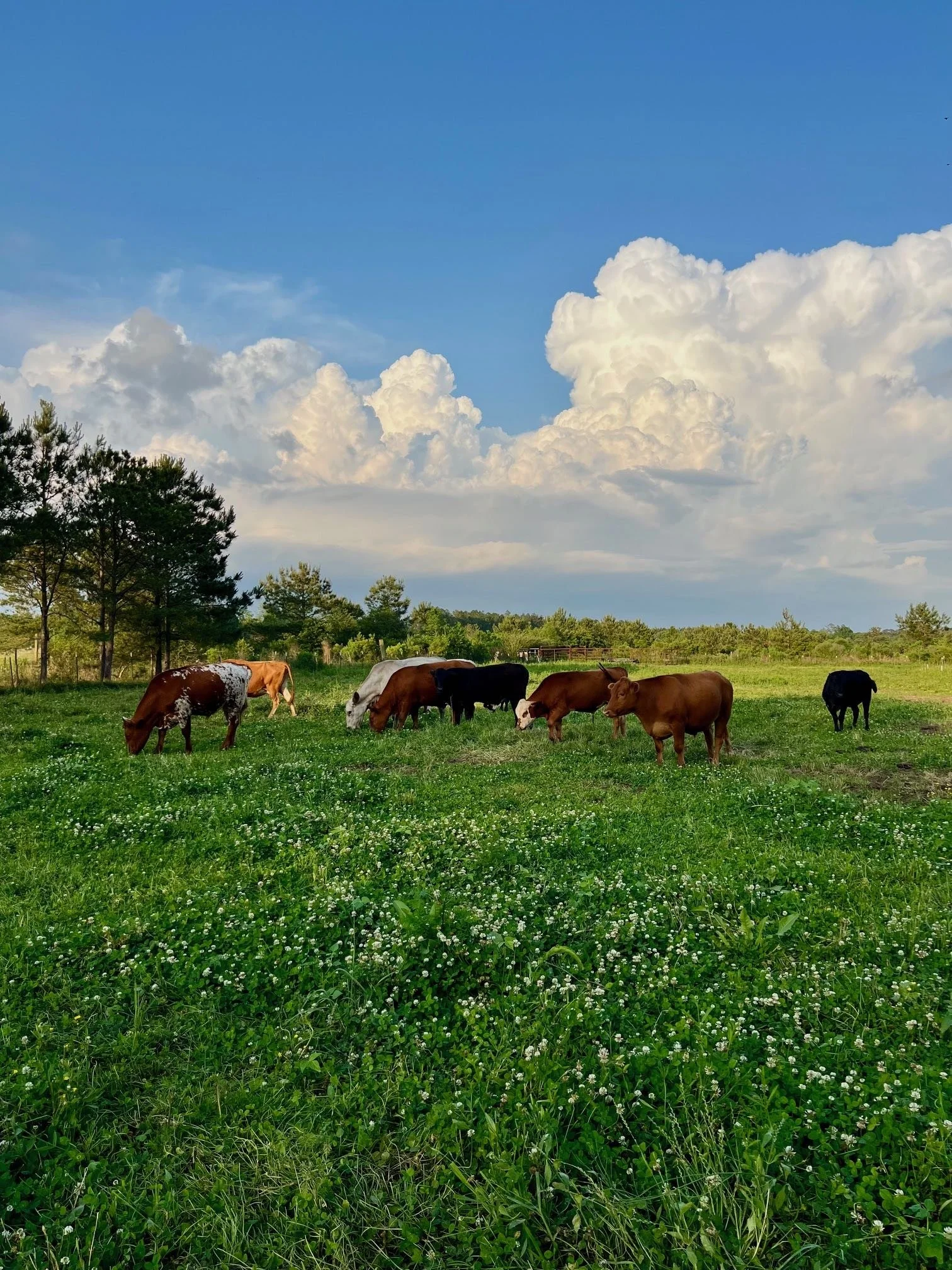 Cattle Clover April 2025.jpg