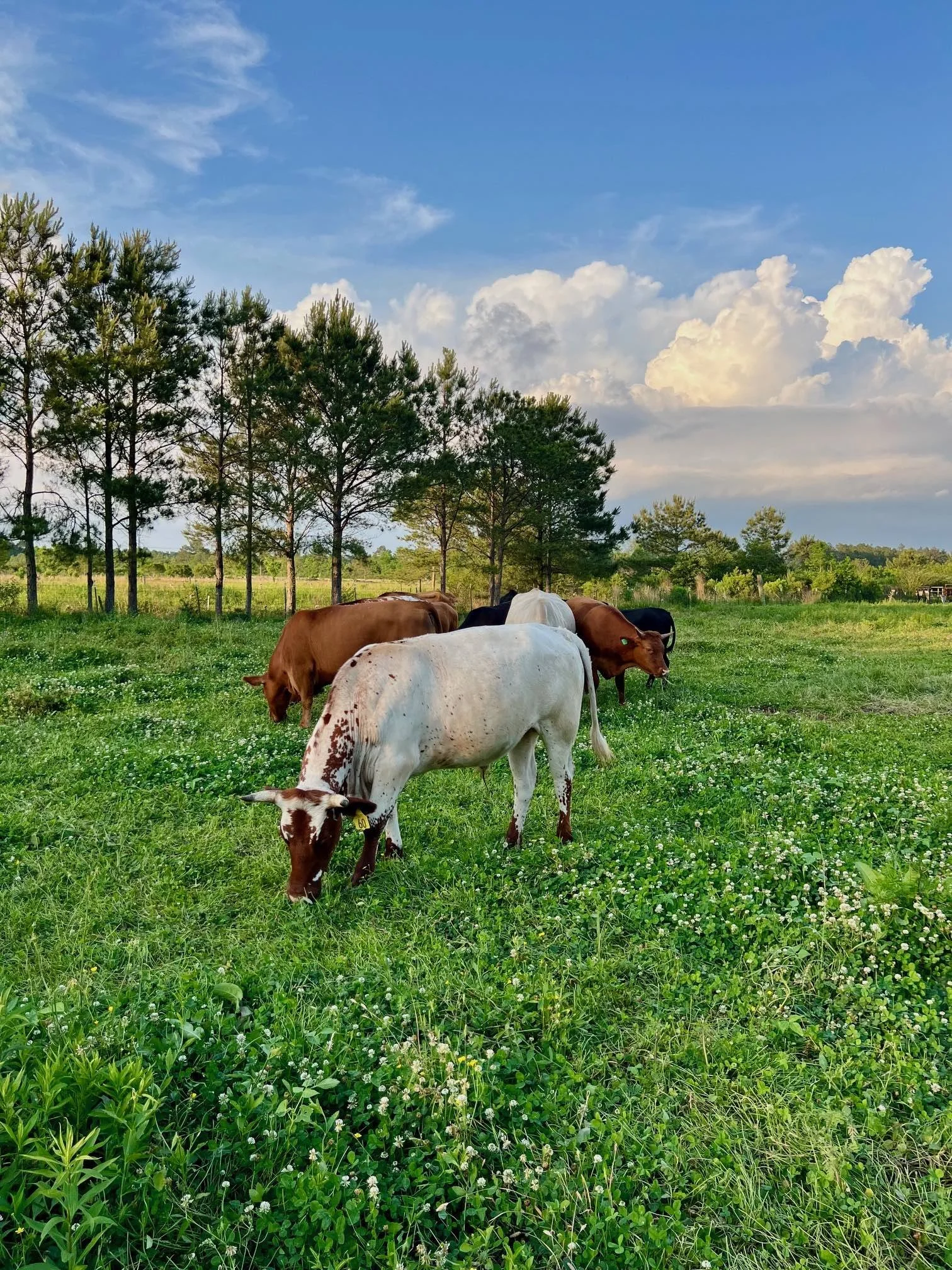 White Piney Clover April 2025.jpg