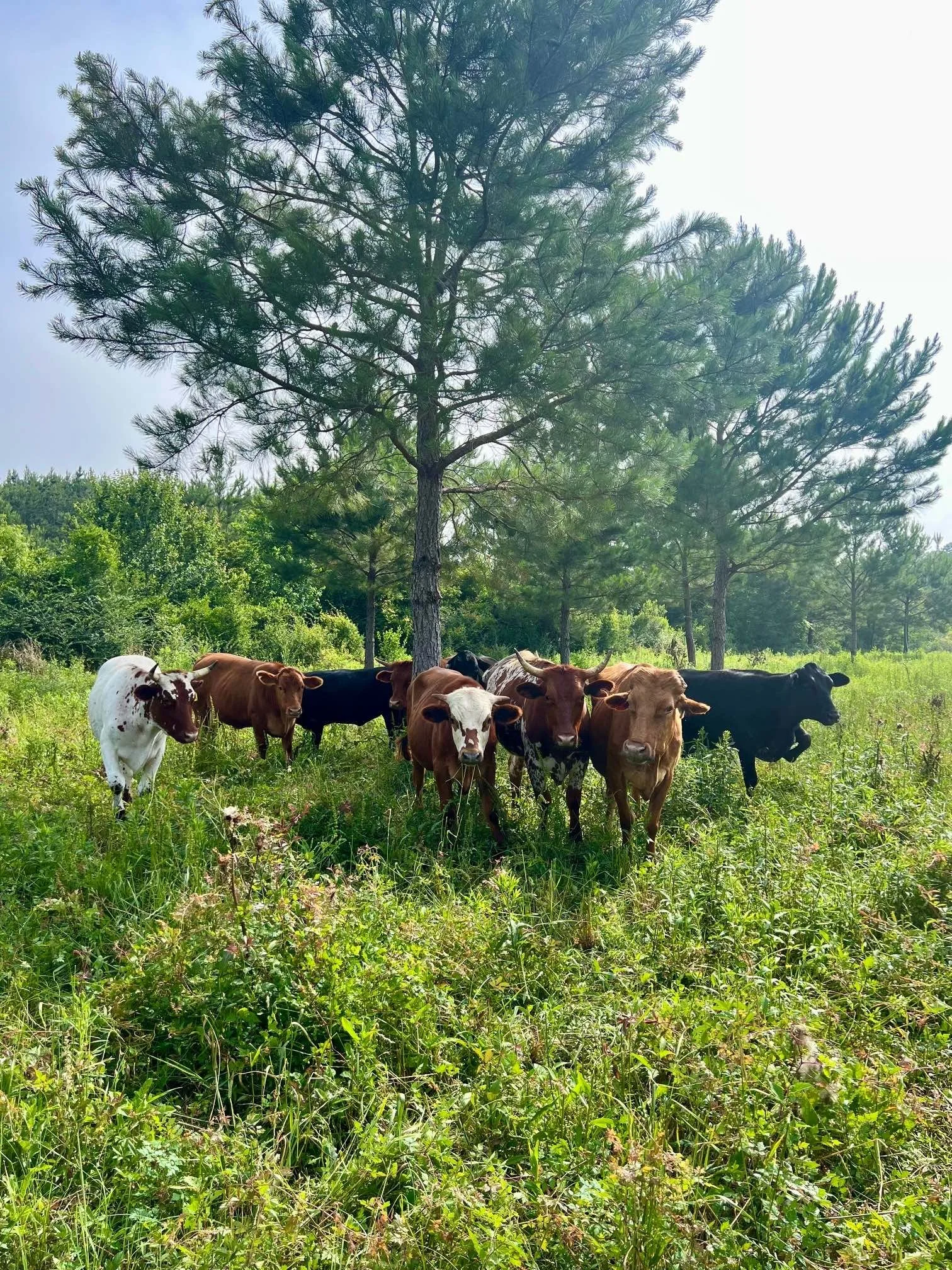 Cattle Far Field Pines May 2025.jpg