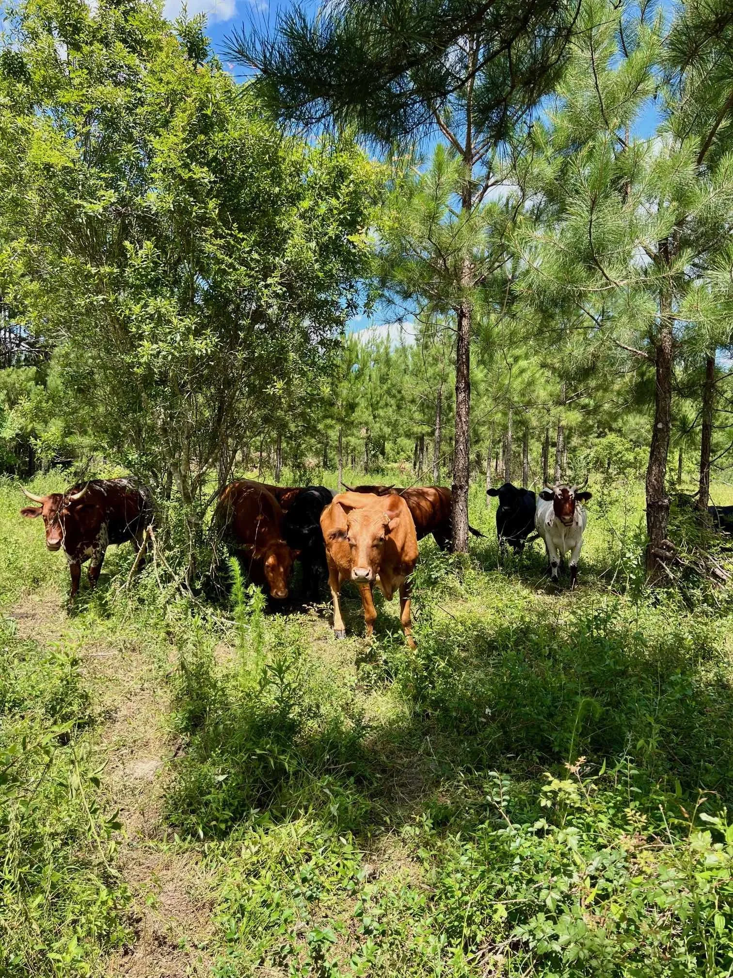 Cattle Farthest Field Brush May 2025.jpg