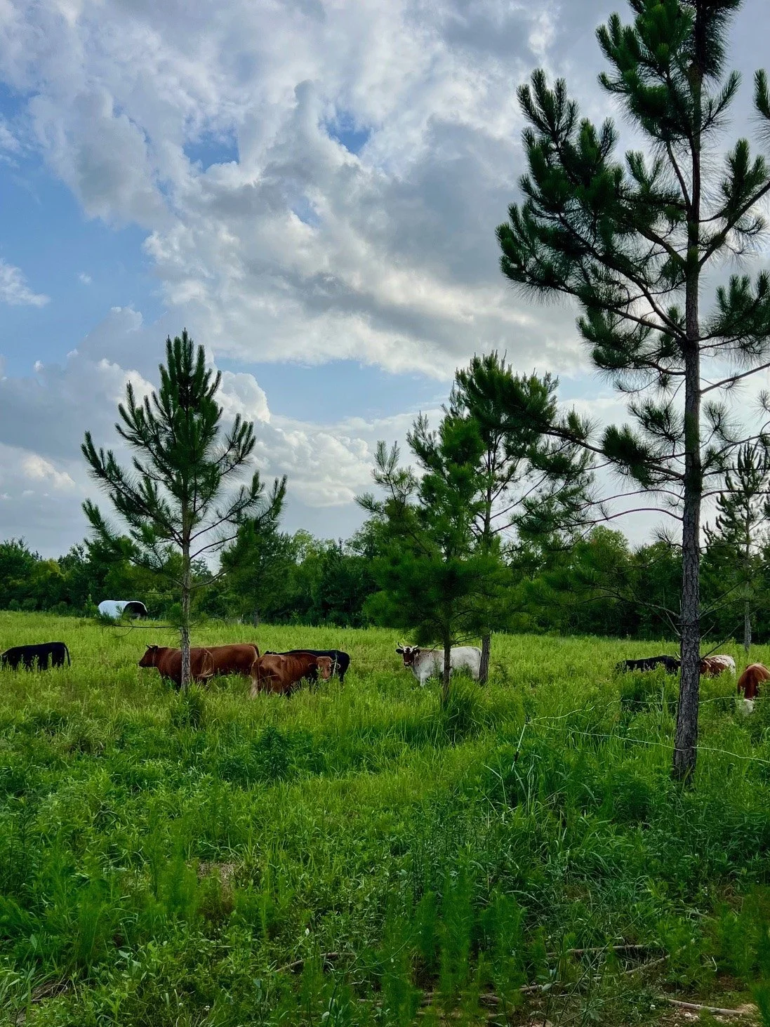 Cattle House Field June 2025.jpg