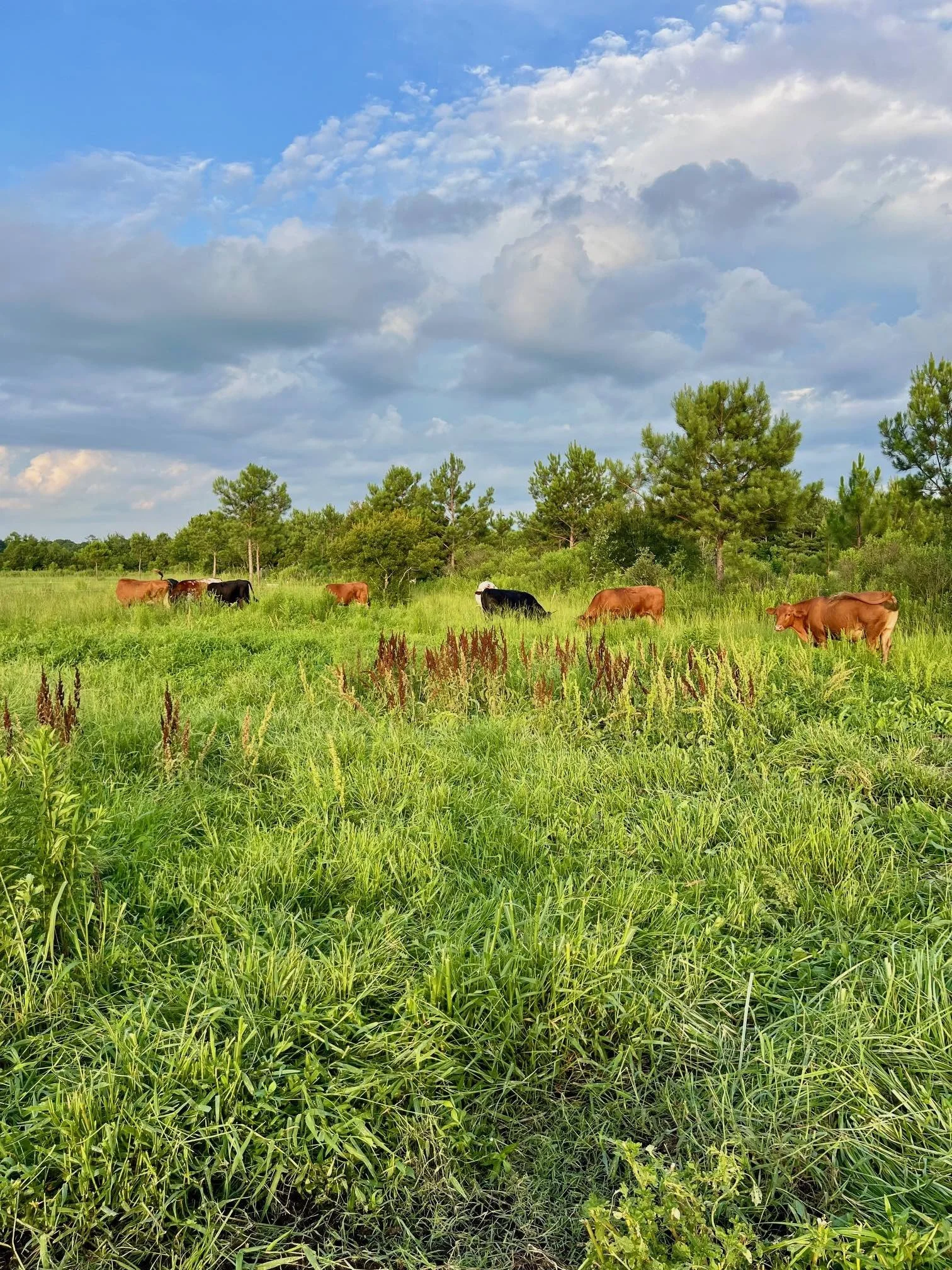 Cattle Golden House June 2025.jpg