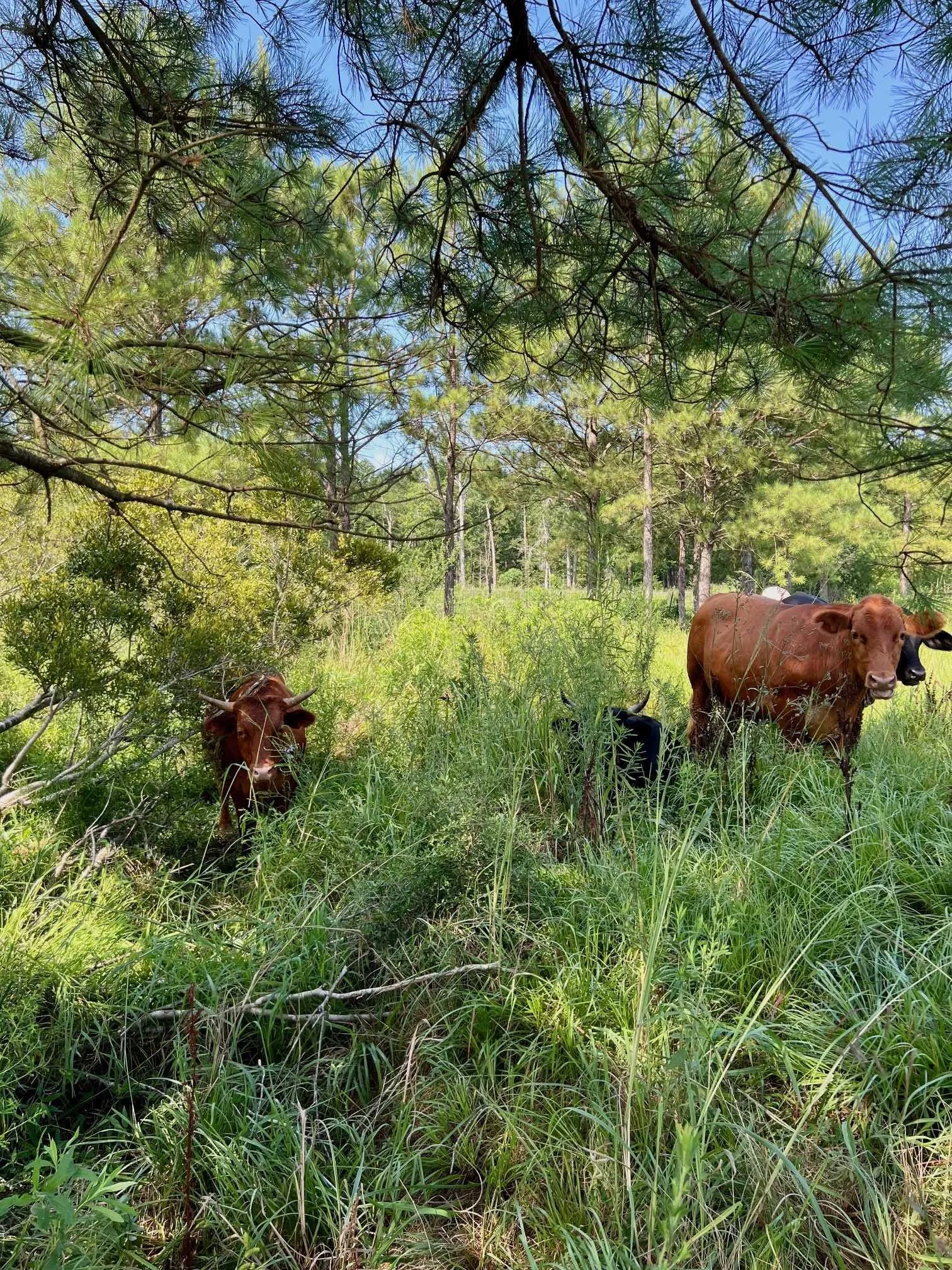 Cattle Shade Ditch North Pasture June 2025.jpg