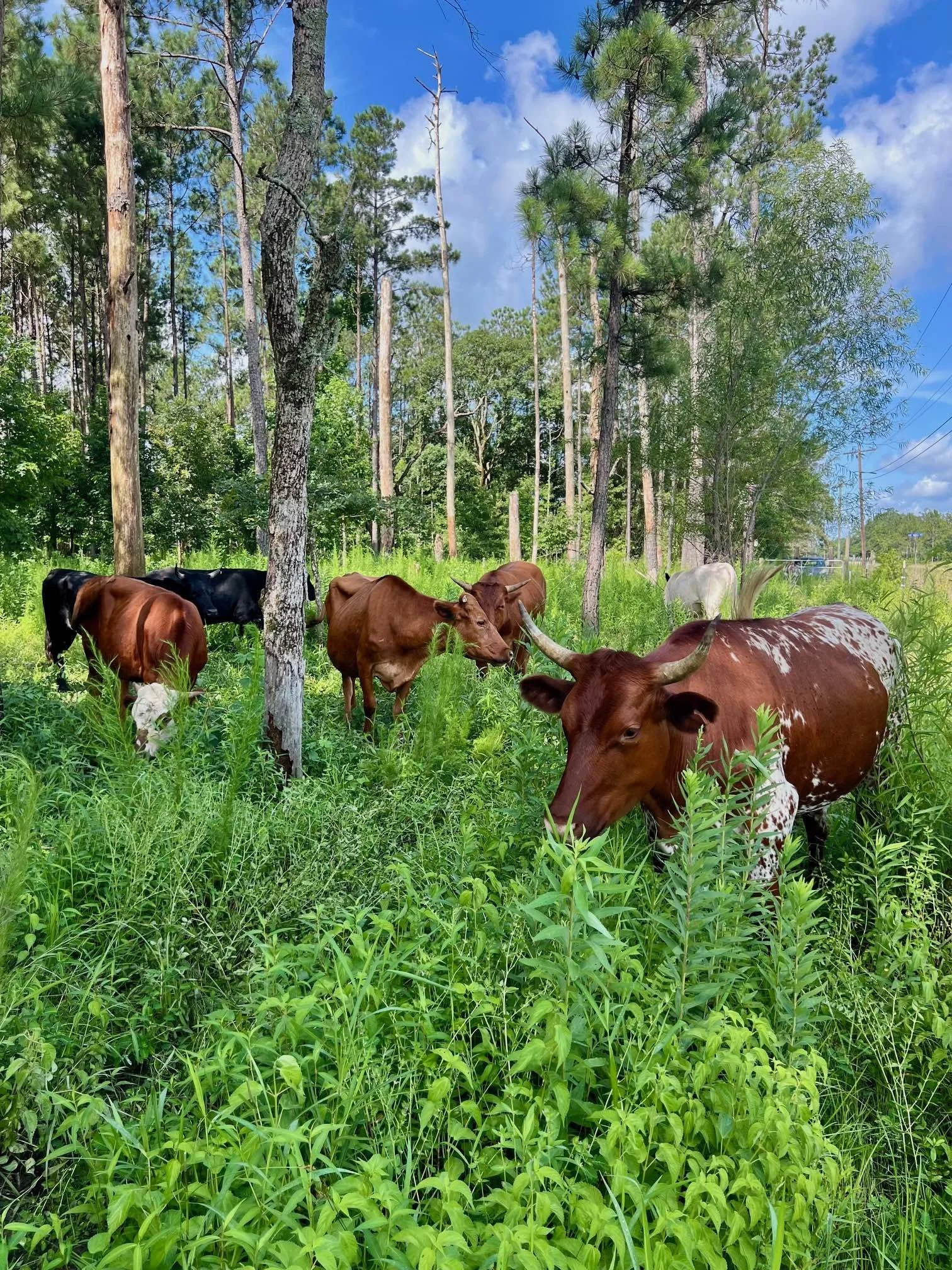 Cattle Woods June 2025.jpg