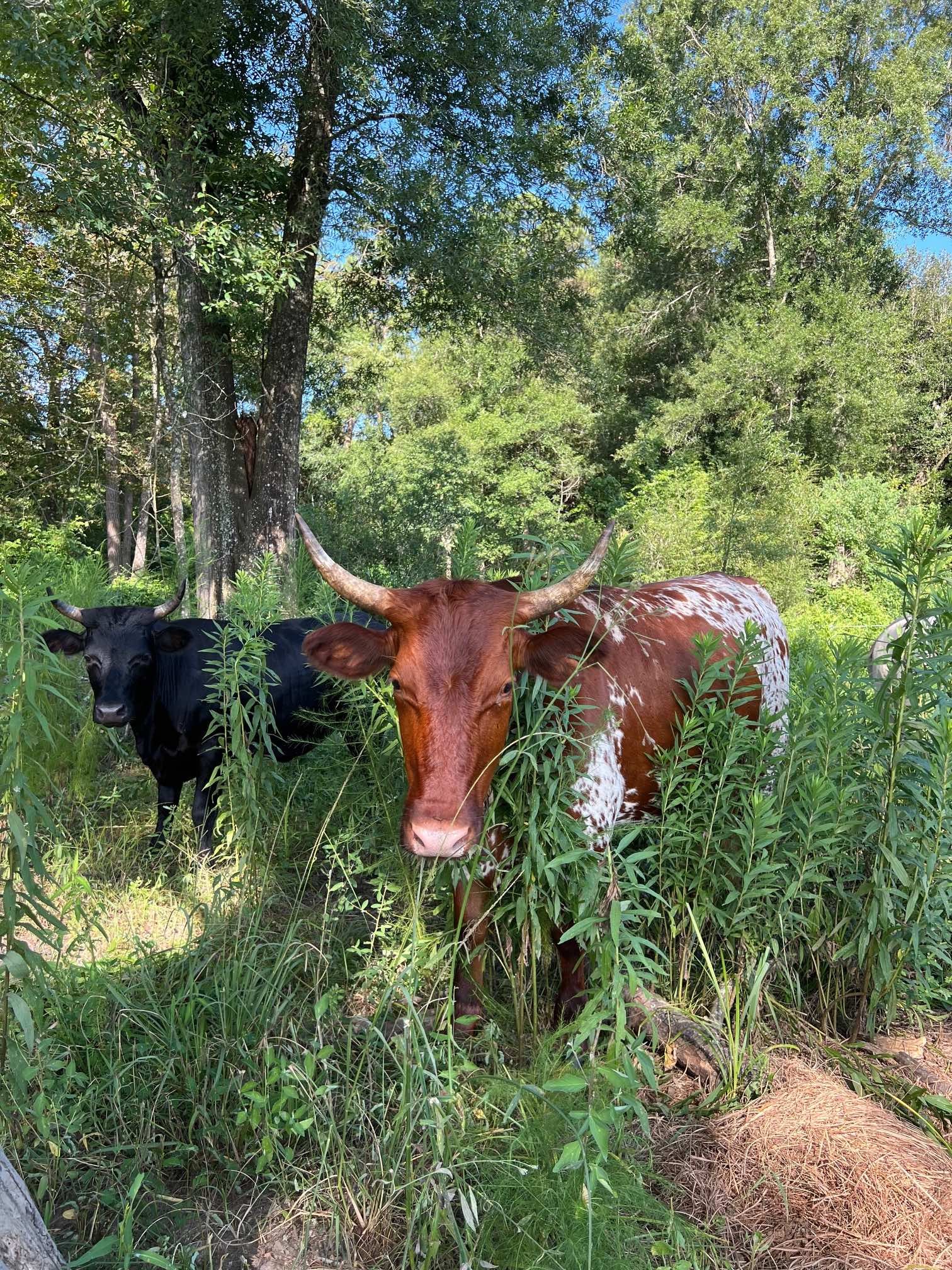 Red Piney Woods July 2025.jpg