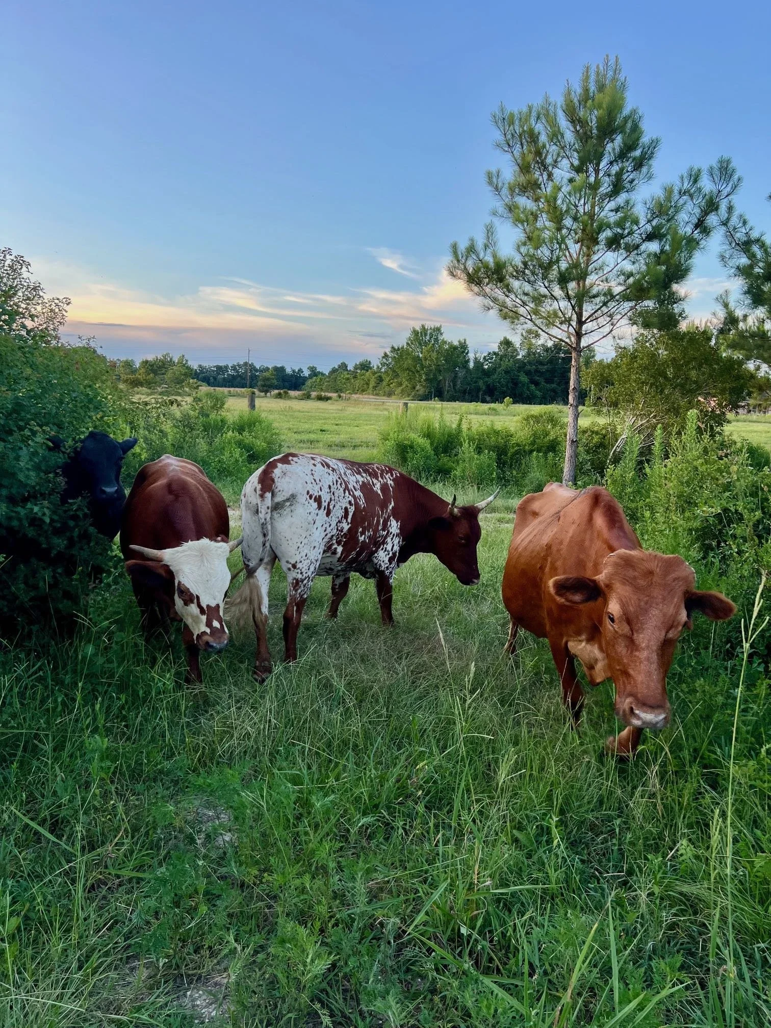 Cattle Move July 2025.jpg