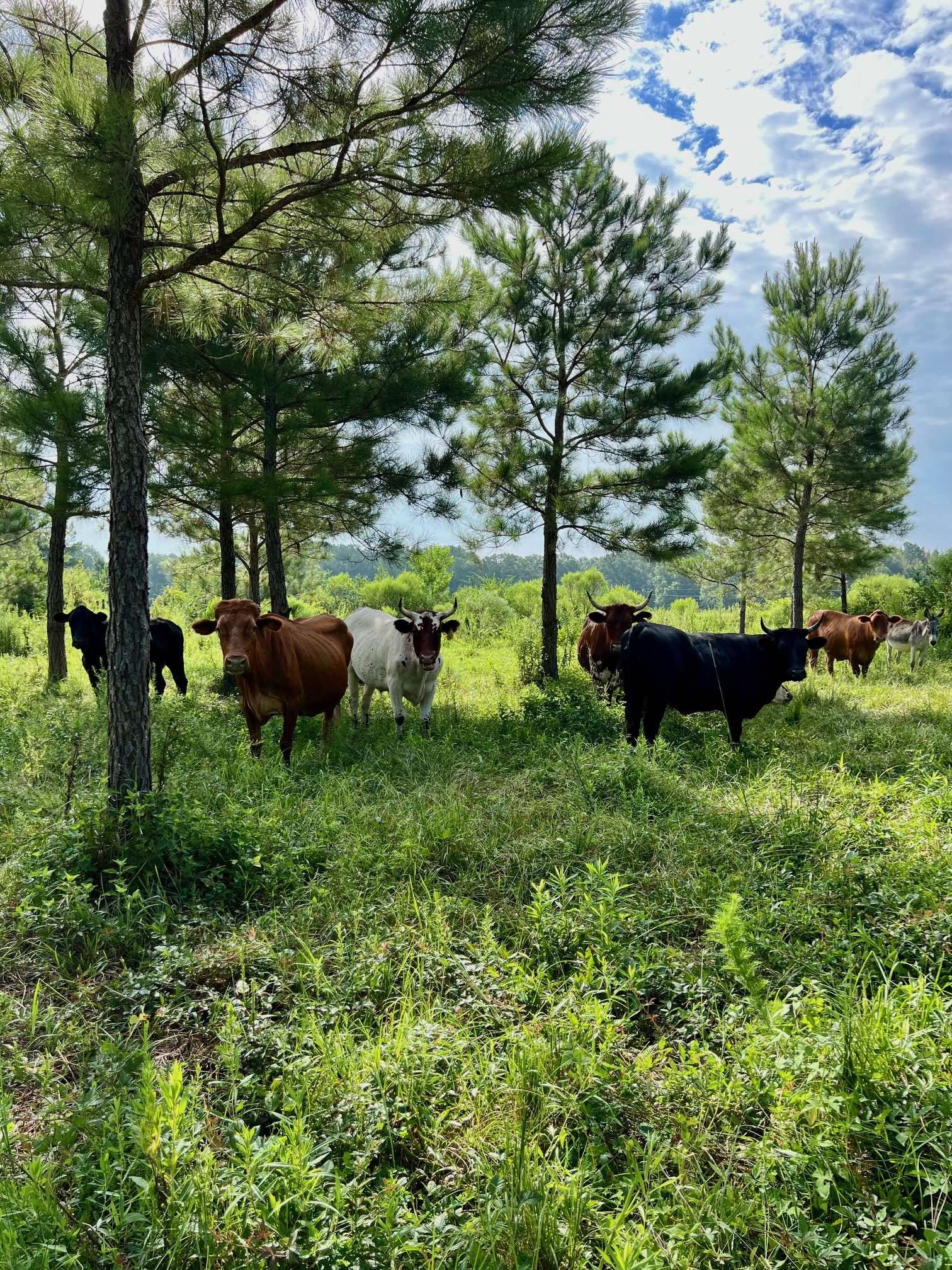 Cattle Shade Silvopasture Aug 2025.jpg