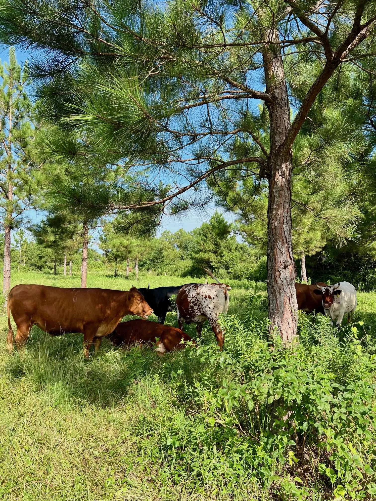 Cattle Dappled Shade Aug 2025.jpg