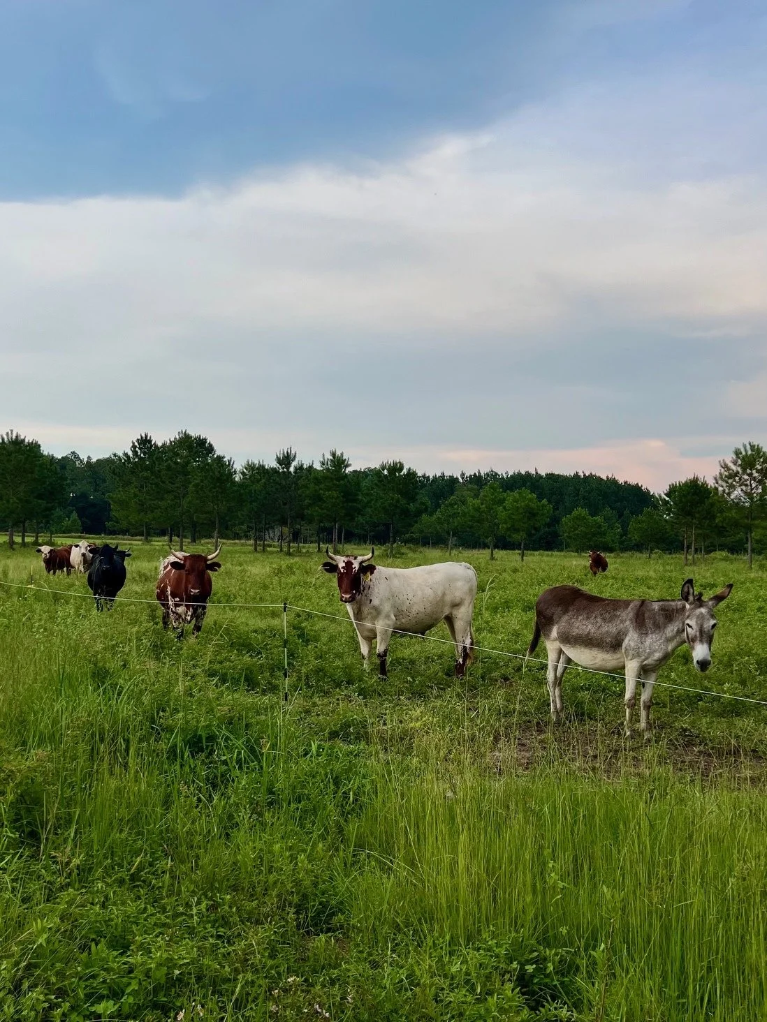 Cattle Donkey House Field Single Strand Aug 2025.jpg