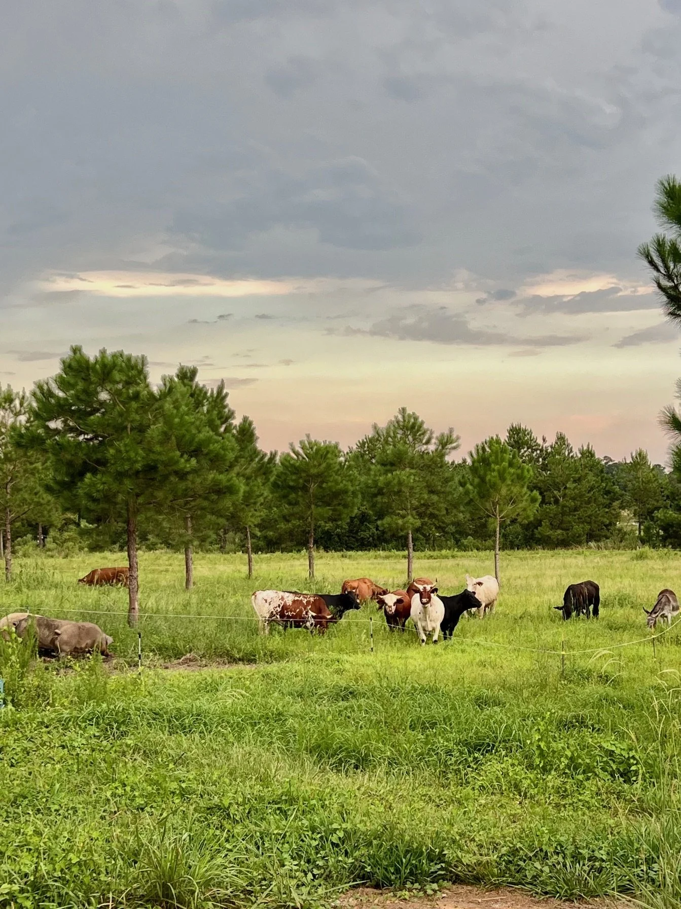 Cattle Hogs House Field Aug 2025.jpg