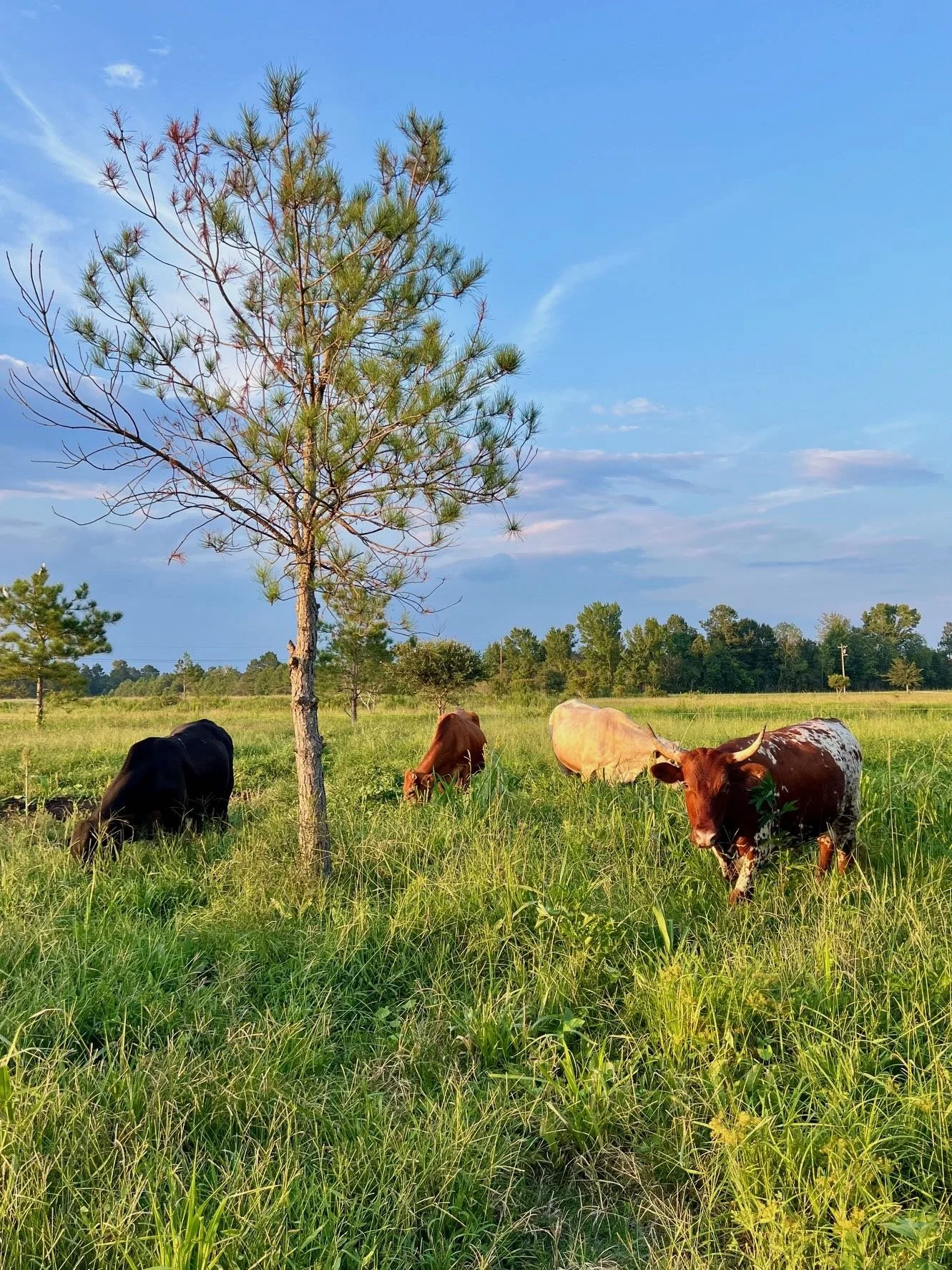 Cattle Golden House Aug 2025.jpg