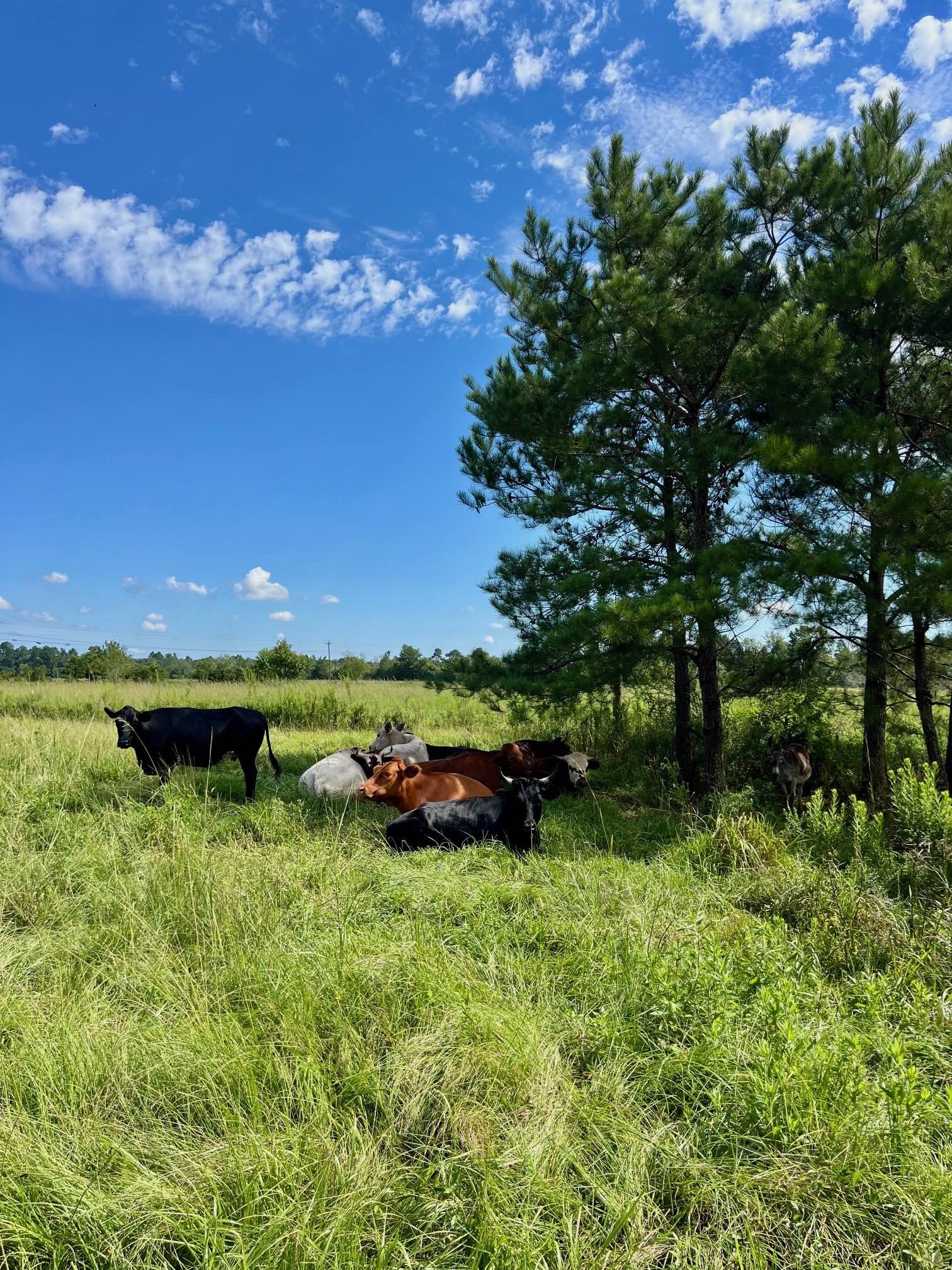 Cattle Sitting in the Shade Sept 2025.jpg