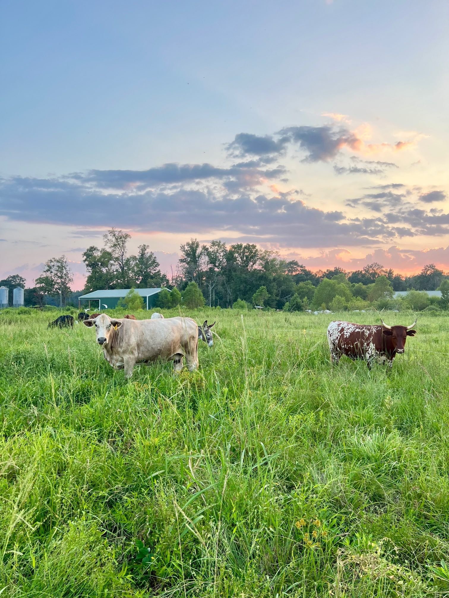 White Cow Red Piney Sunset Sept 2025.jpg