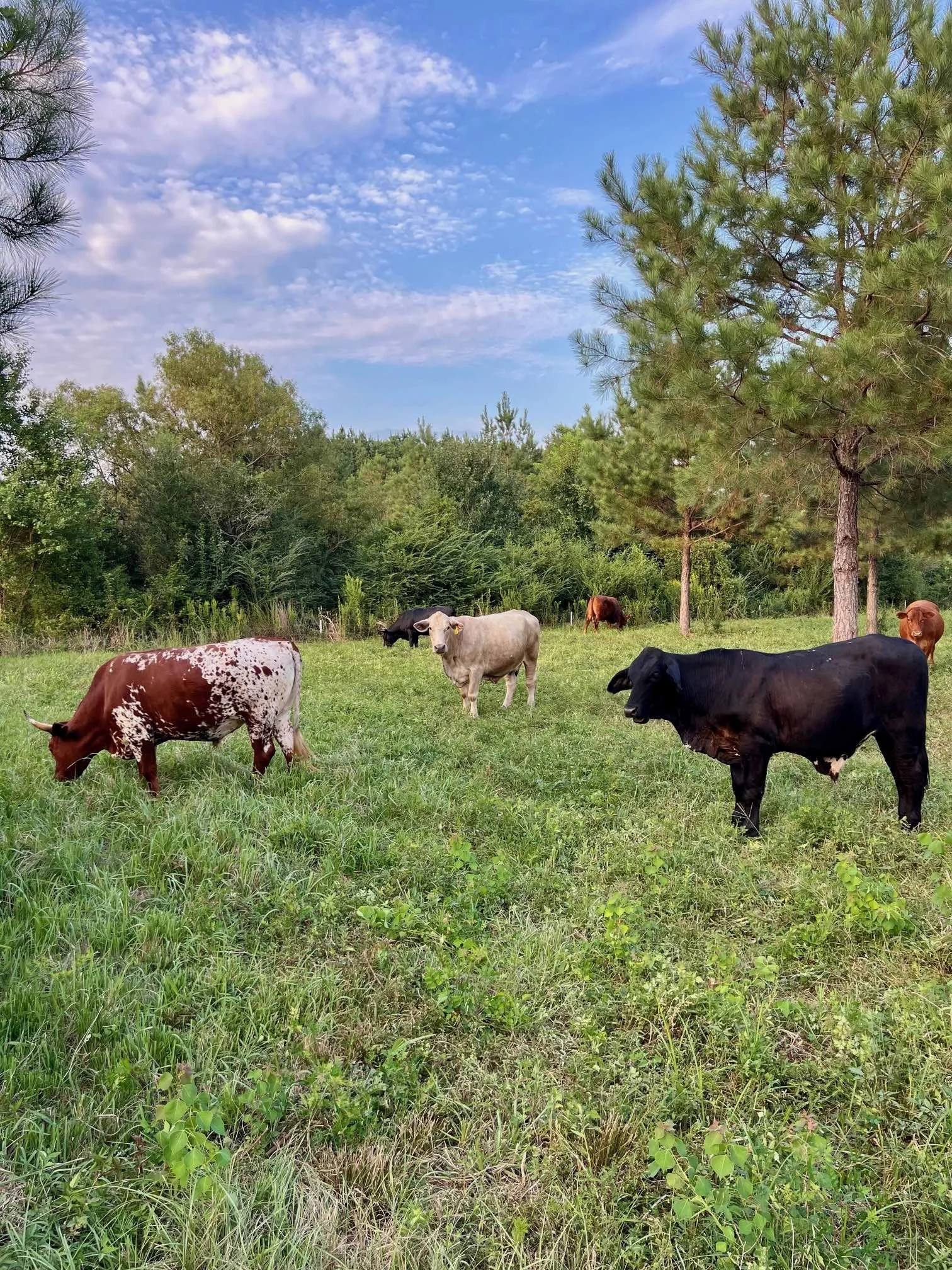 Cattle Far Field Pines Sept 2025.jpg