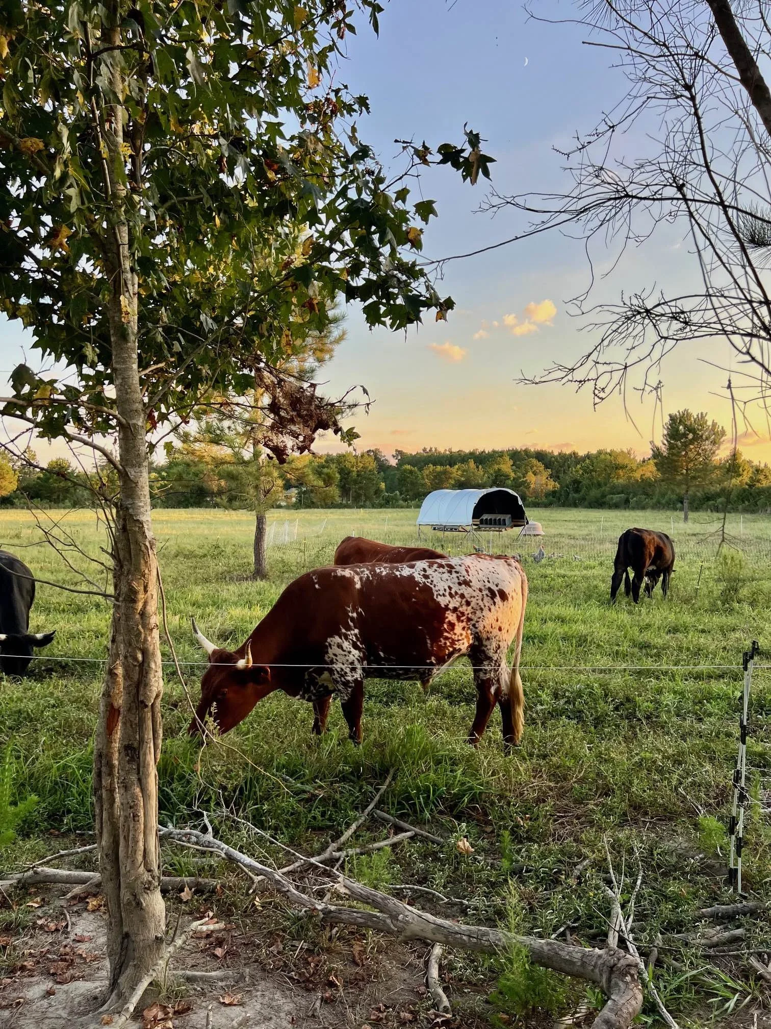 Cattle House Flock Chickens Sept 2025.jpg