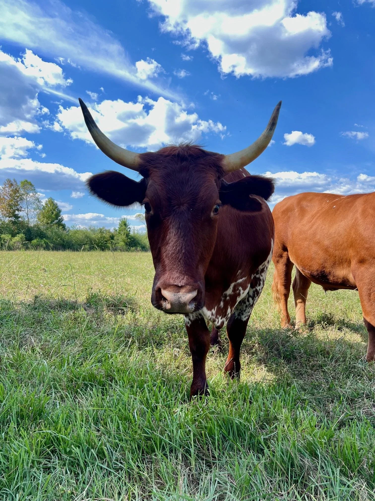 Red Piney Sept 2025.jpg