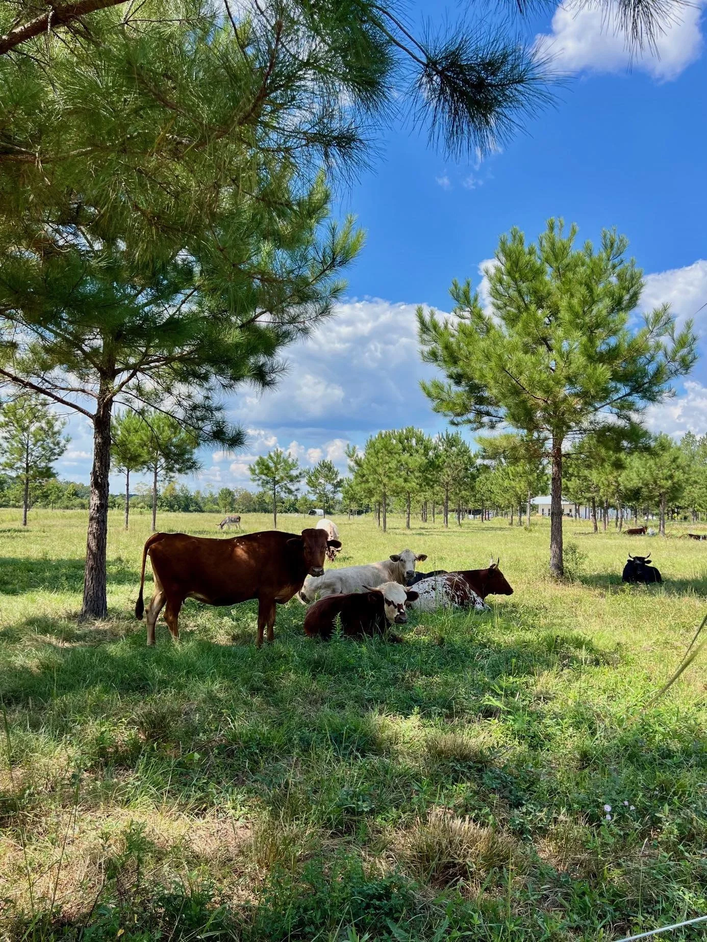 Cattle Corner House Field Sept 2025.jpg