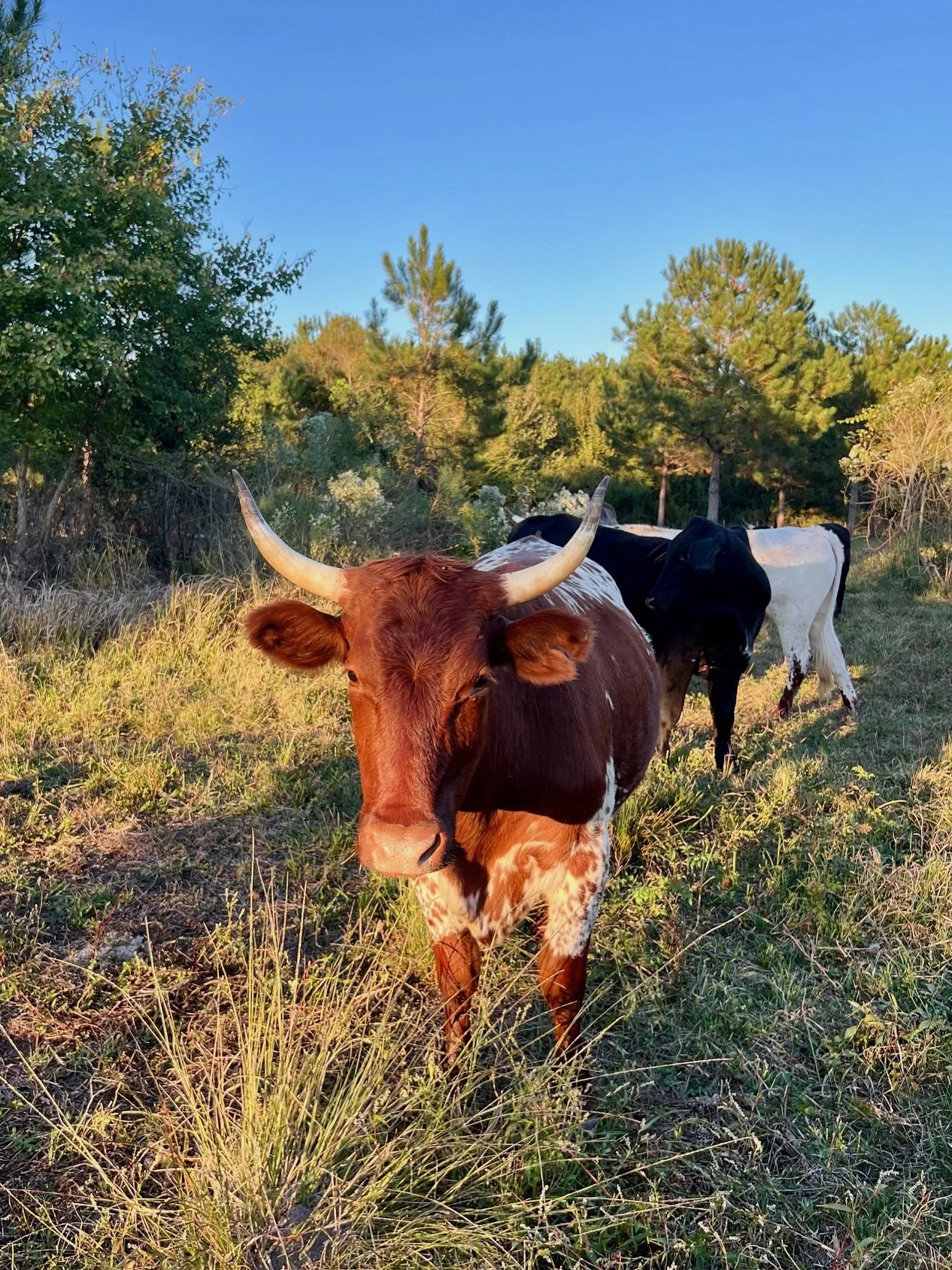 Red Piney Oct 2025.jpg