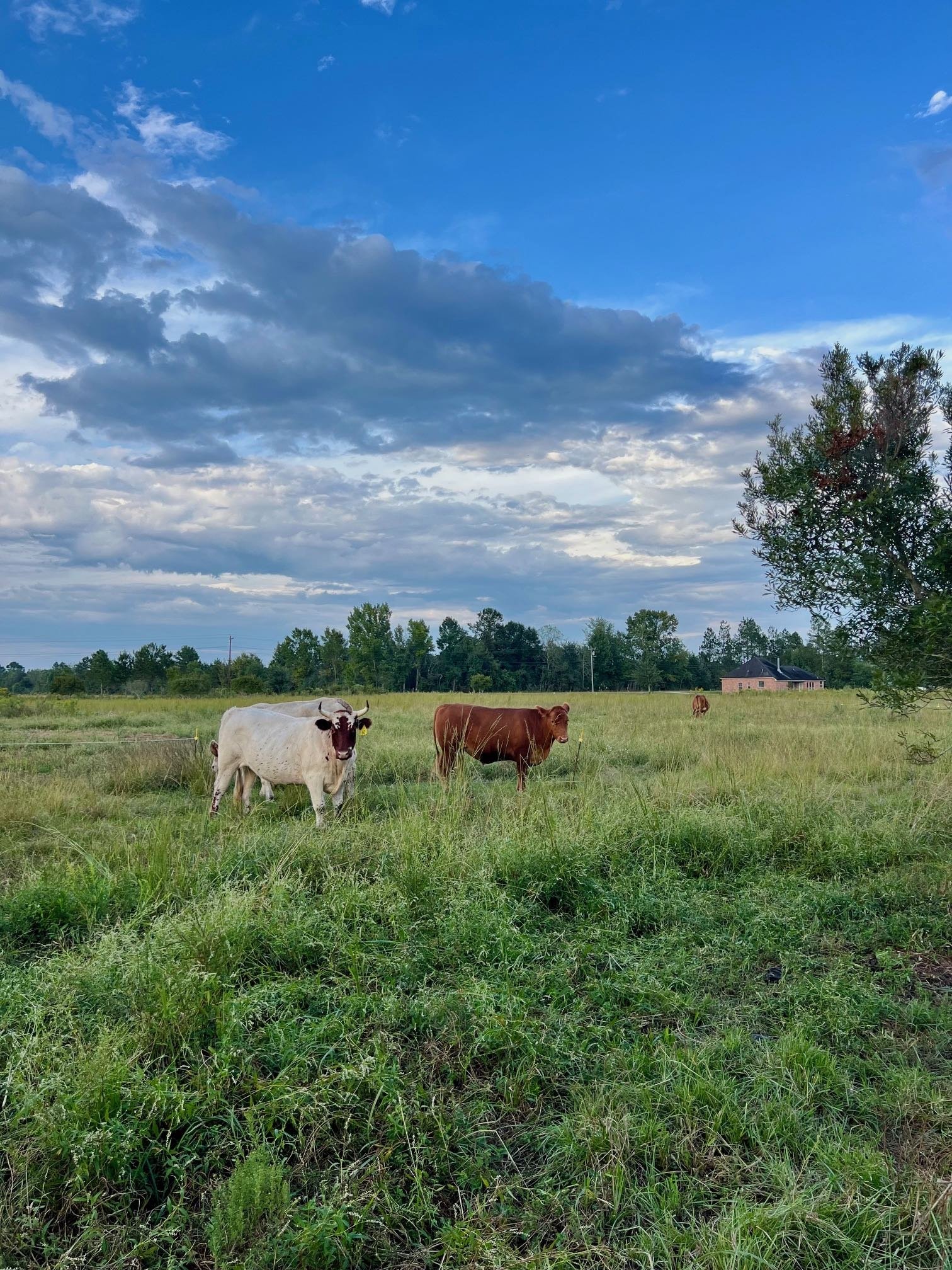 Cattle White Piney Oct 2025.jpg