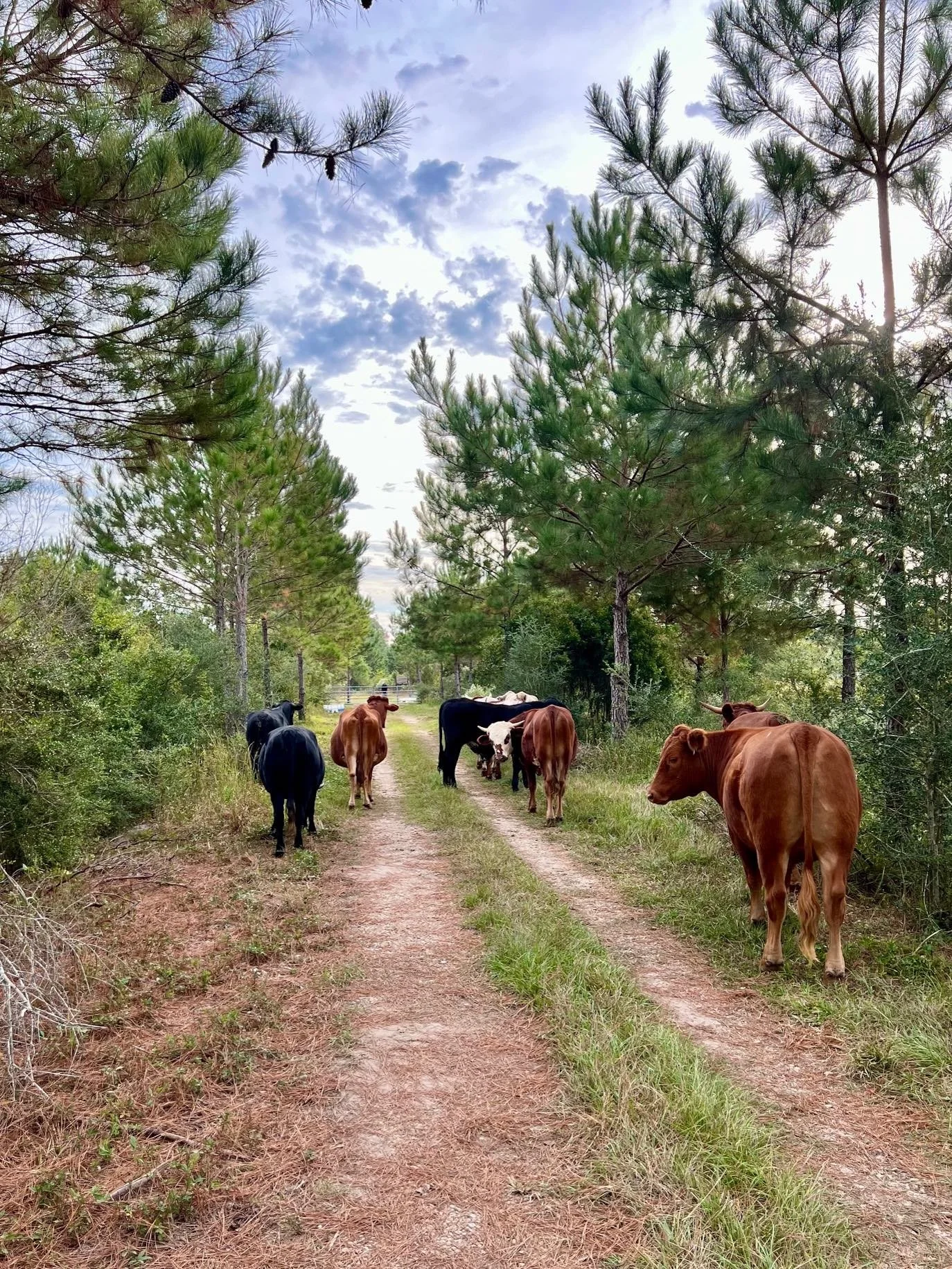 Cattle Internal Road Oct 2025.jpg