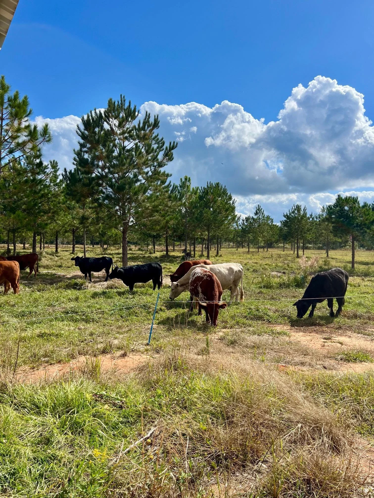 Cattle House Field Nov 2025.jpg