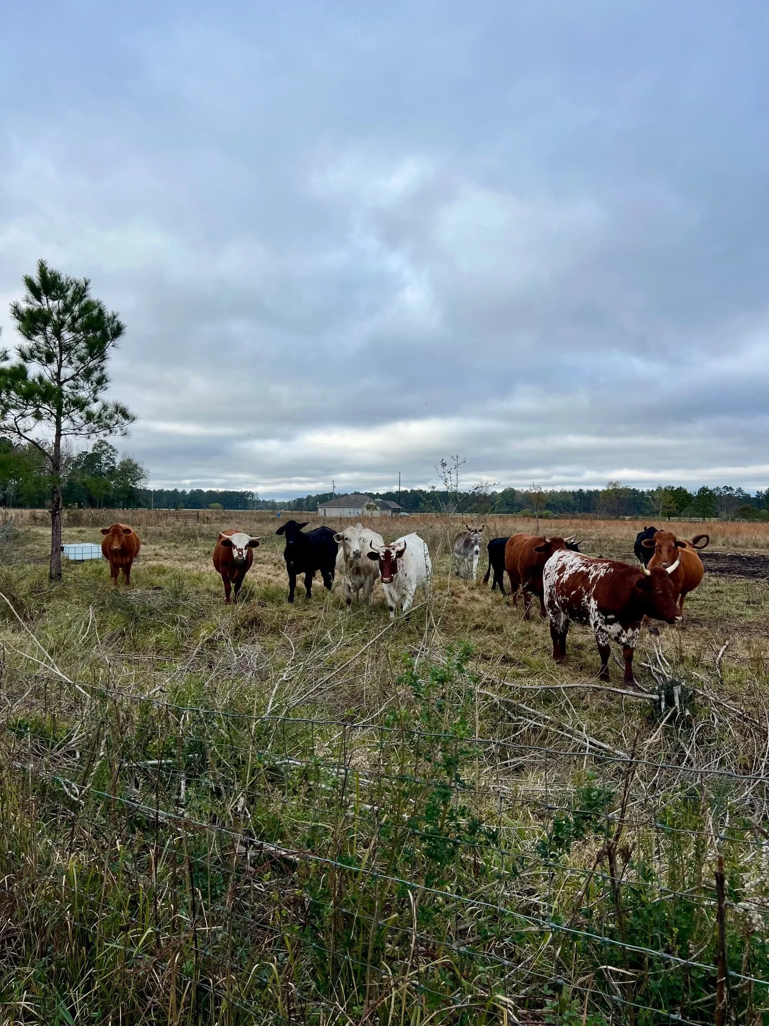 Cattle Bale Grazing Dec 2025.jpg