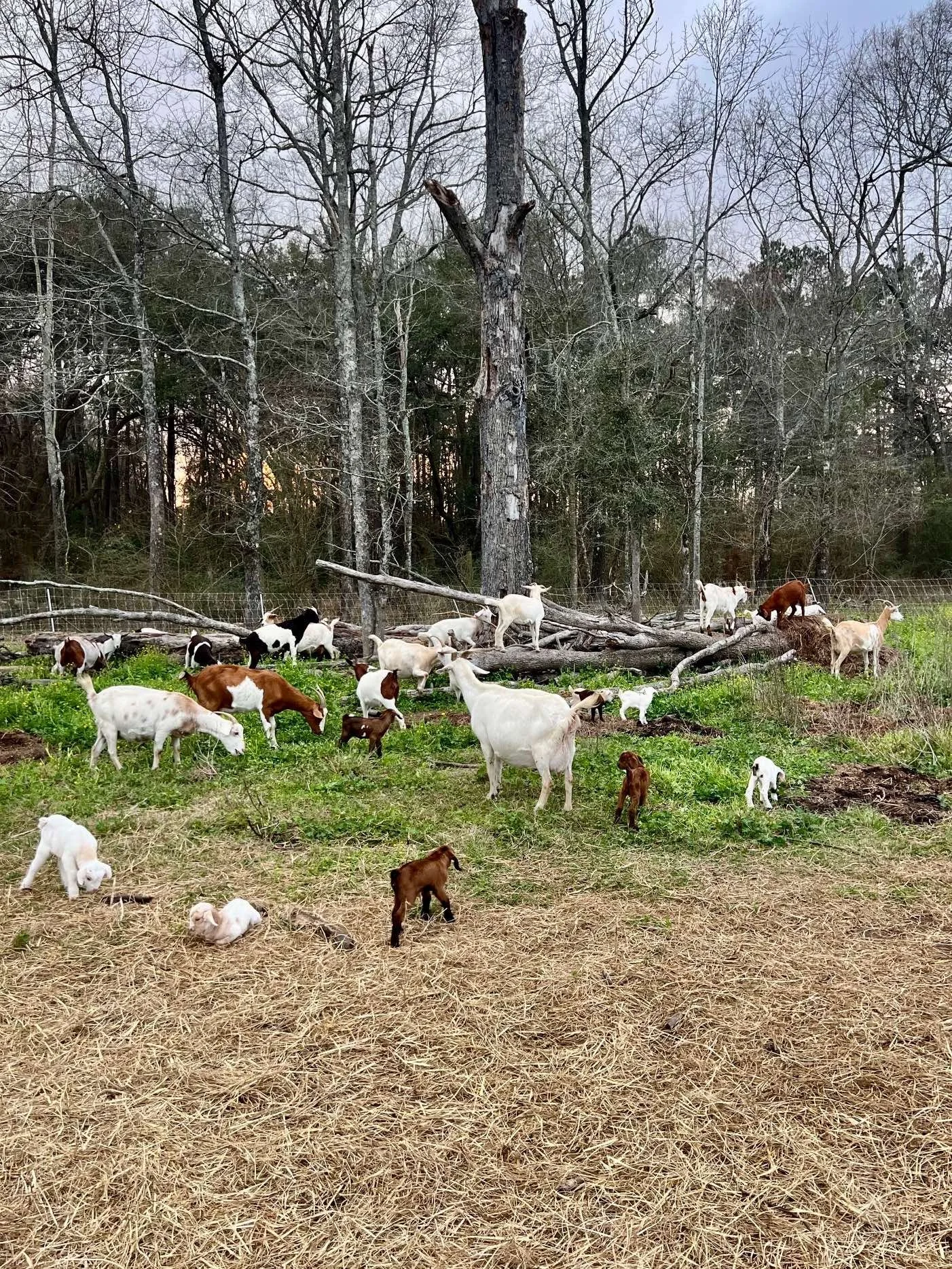 2026 Kidding Season Whirlwind!