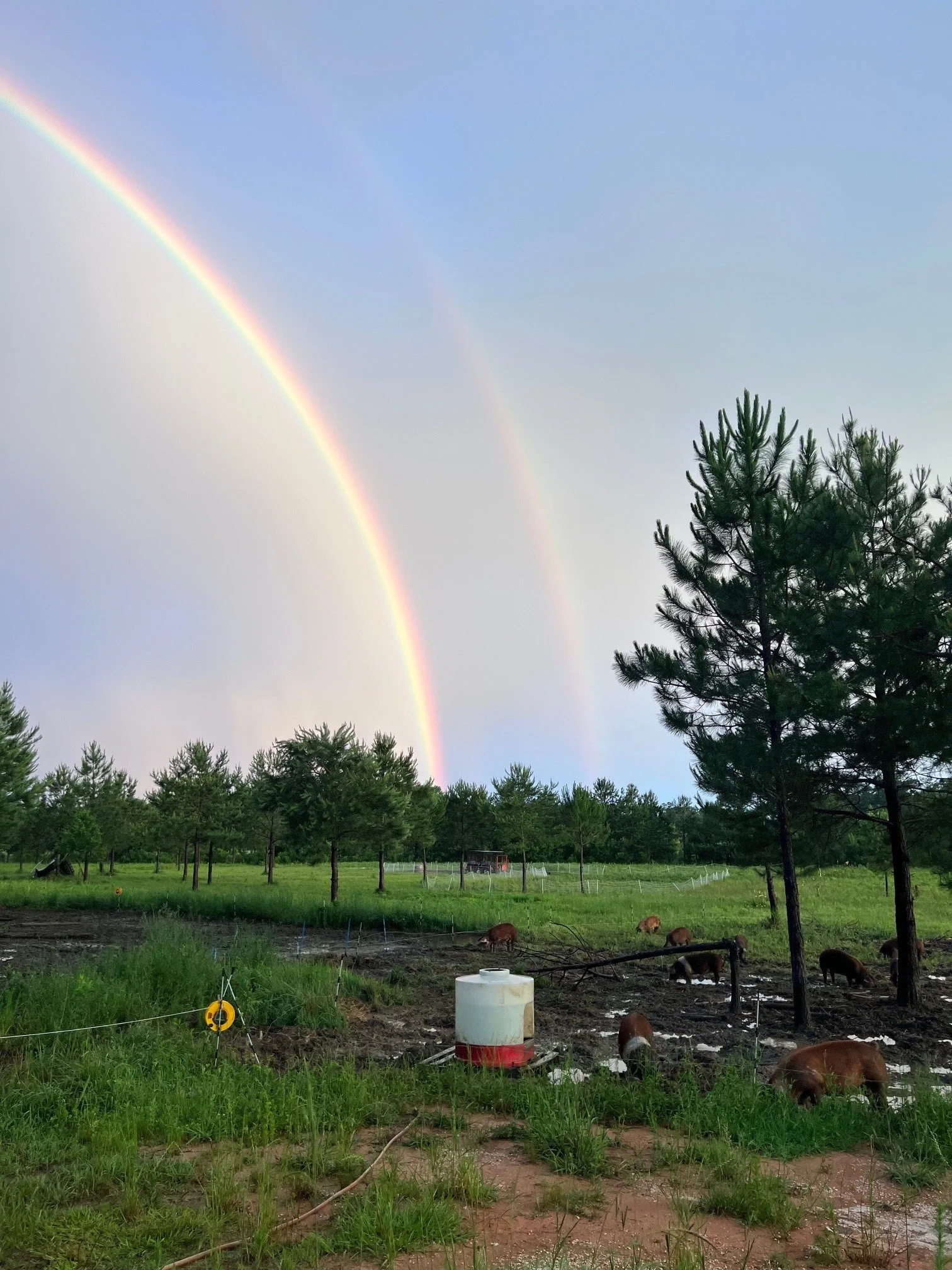 From Drought to Ditch-Filling Deluges, Cozy Piglets &amp; Sows, Rooting Pigs, Grazing Goats &amp; Cattle, Growing Chicks &amp; More!