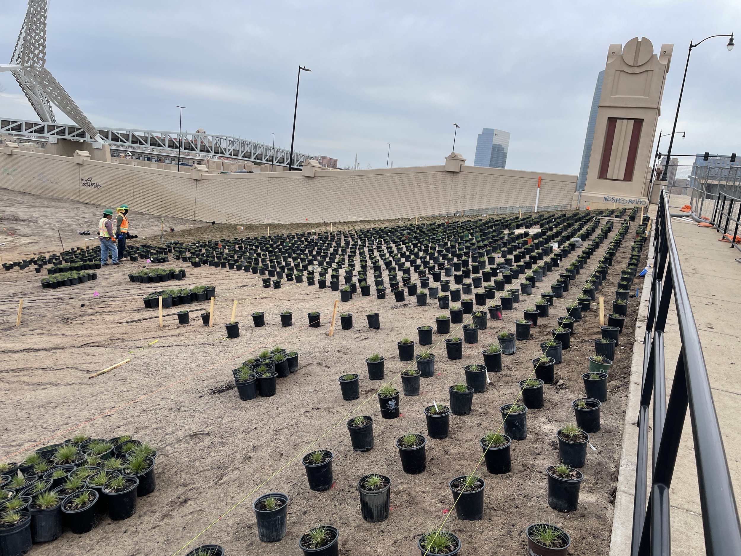  It was critical to maintain proper plant spacing and alignment for multiple plantings throughout the lower park. This planting alone is home to 6,000, 1 gallon pots of  Sporobolus heterolepis , prairie dropseed.  